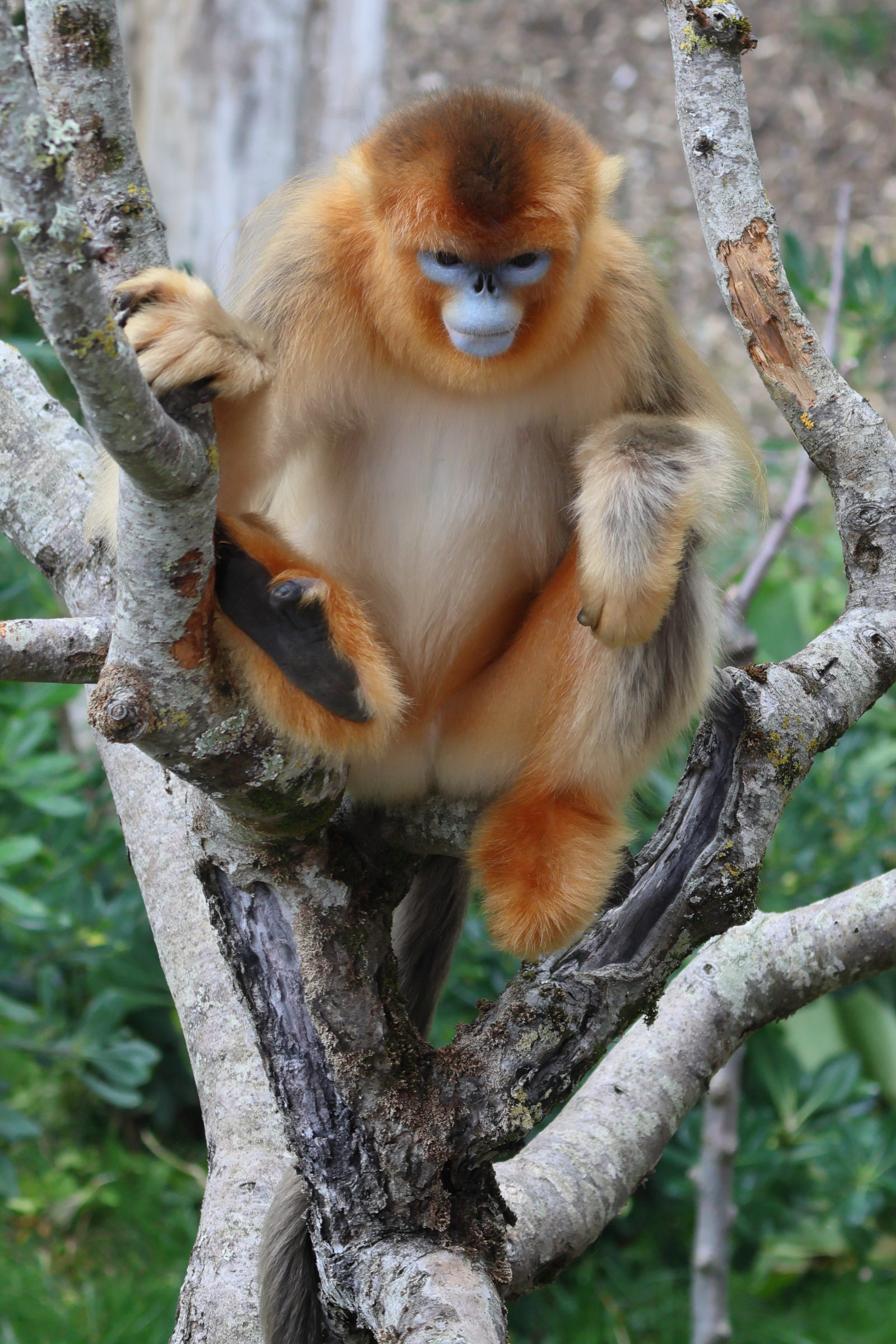 rhinopithecus_roxellanae5bd