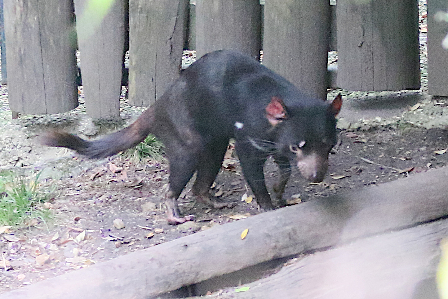 sarcophilus_harrisii2md