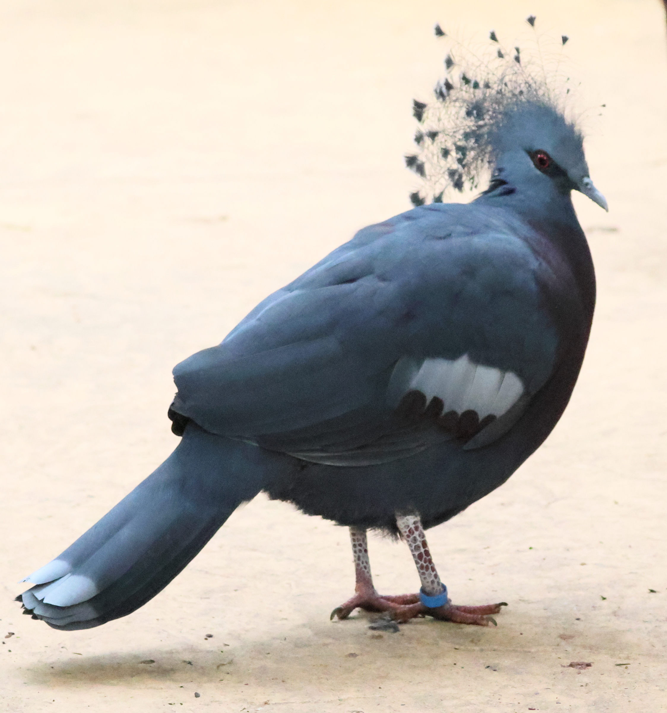 goura_de_victoria_-_goura_victoria1bd