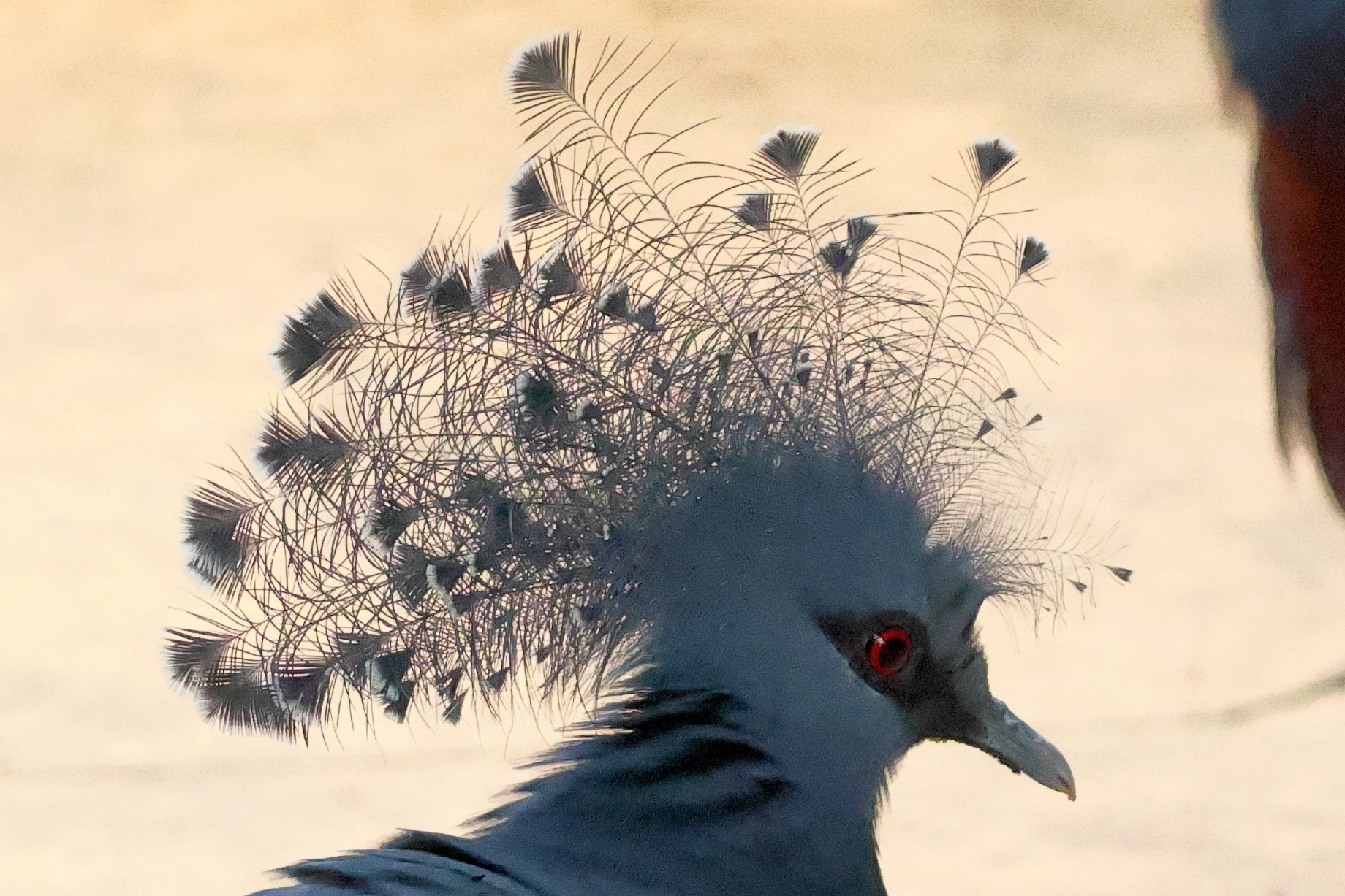 goura_de_victoria_-_goura_victoria2bd