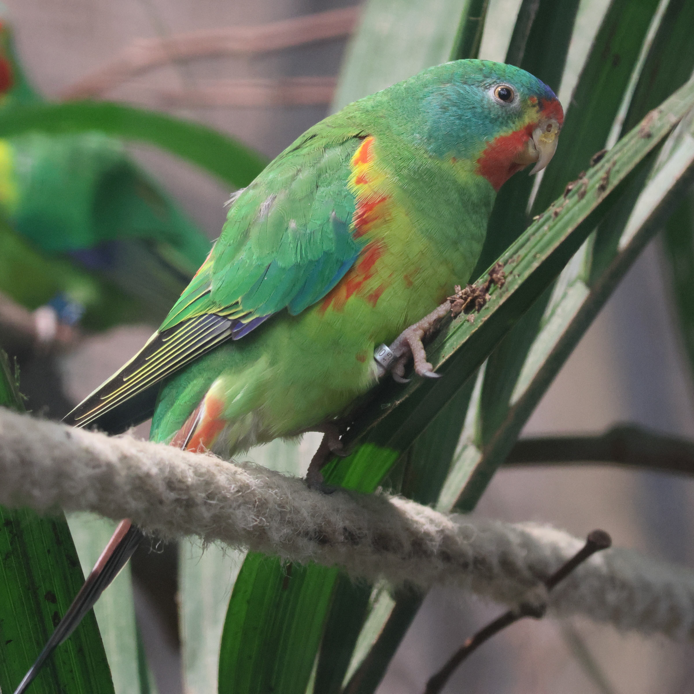perruche_de_latham_-_lathamus_discolor1bd