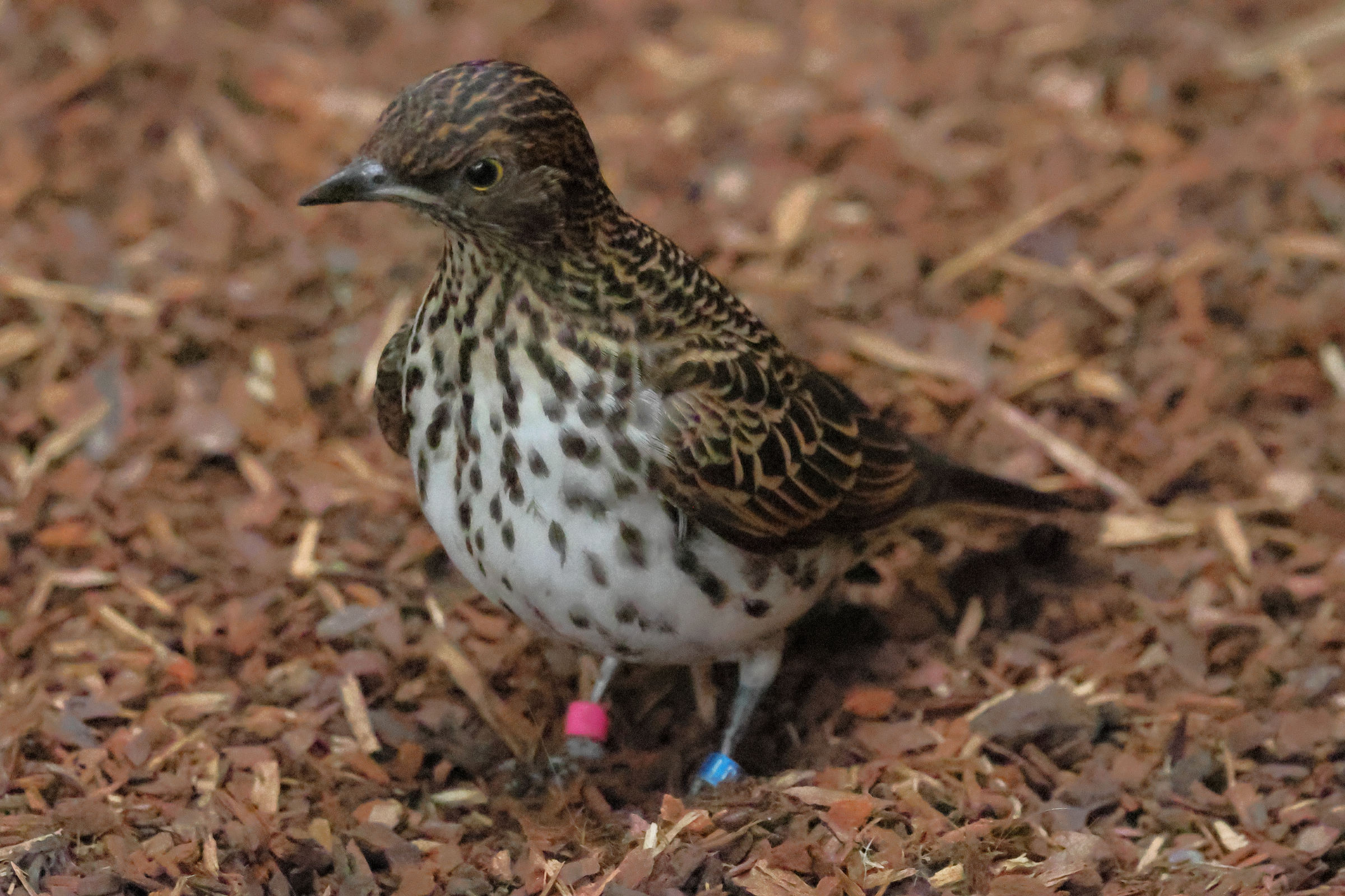 spreo_amethyste_-_cinnyricinclus_leucogaster1bd