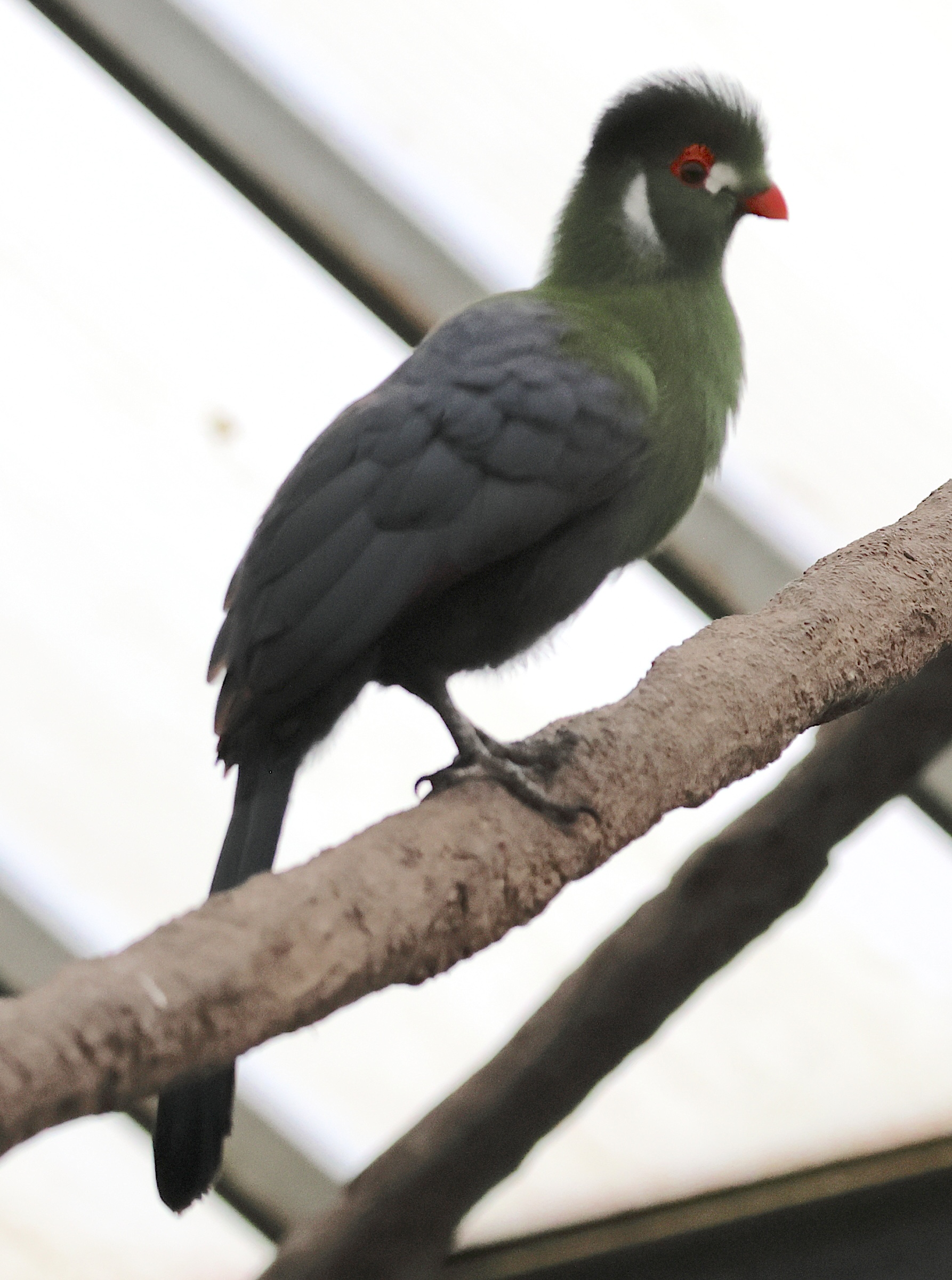 touraco_a_joues_blanches_-_1bd