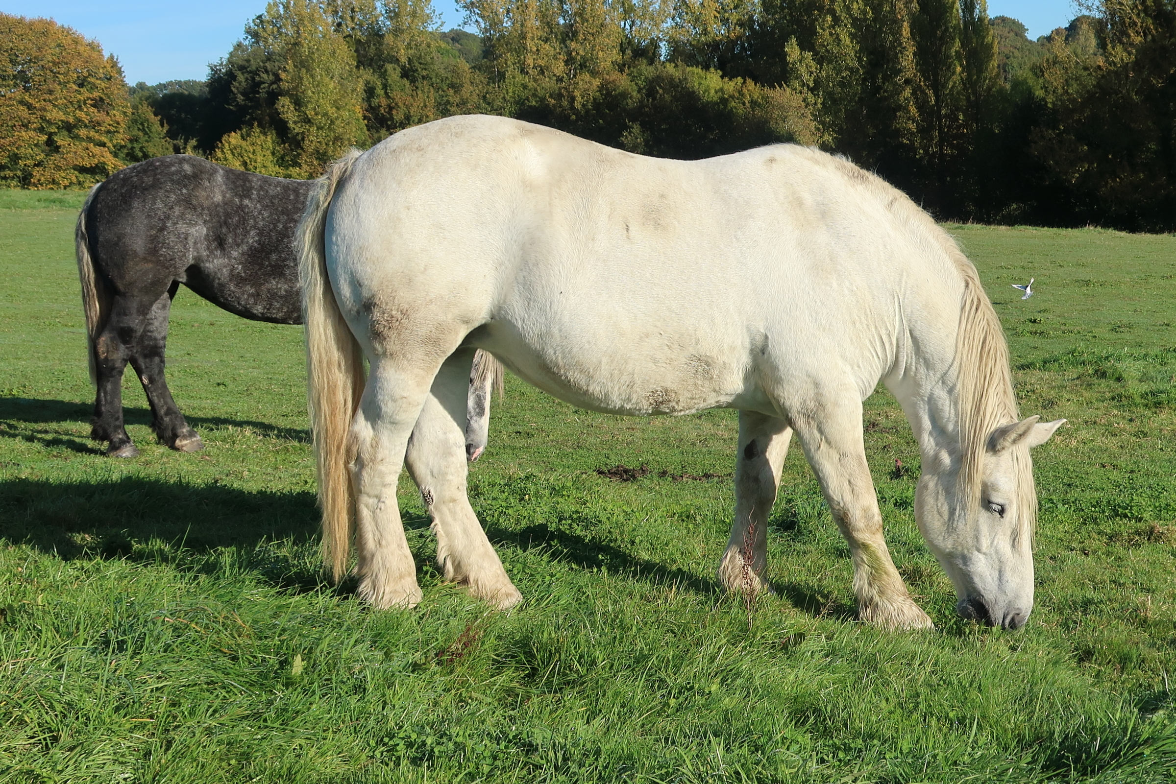 equus_caballuq_perchgeron1md