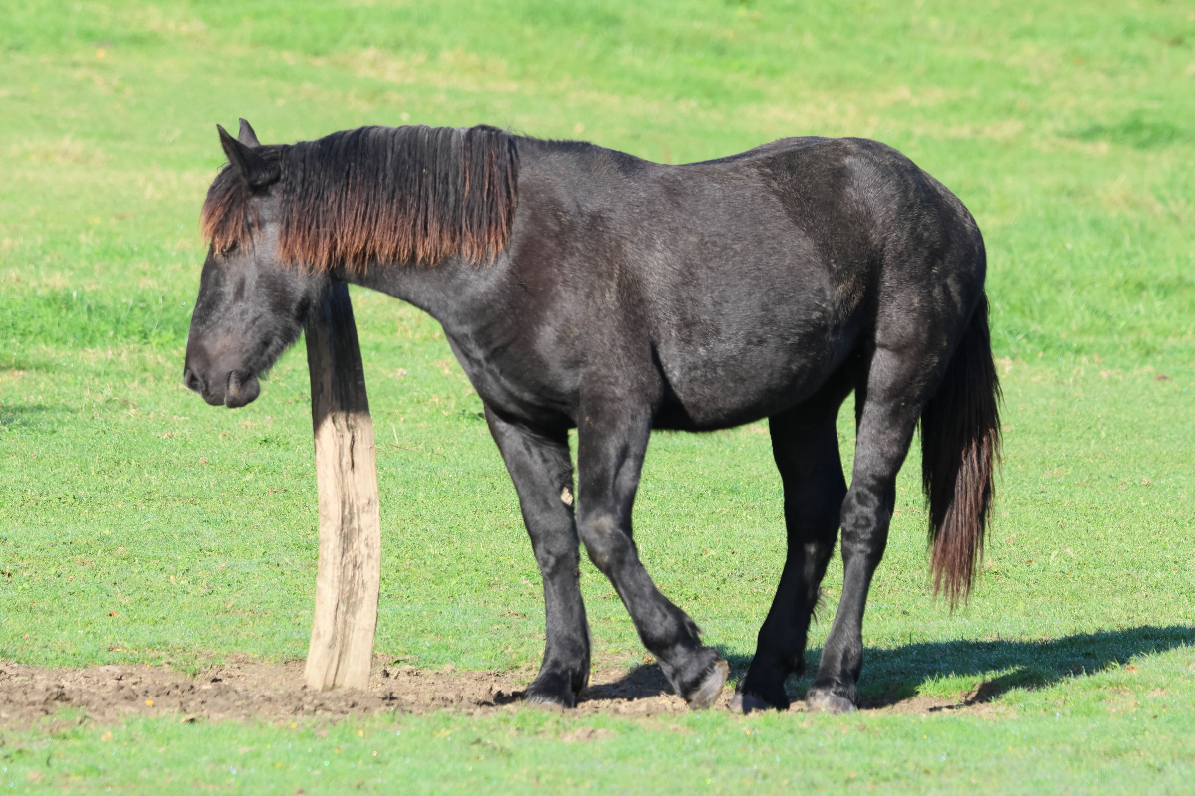 equus_caballus_percheron2bd