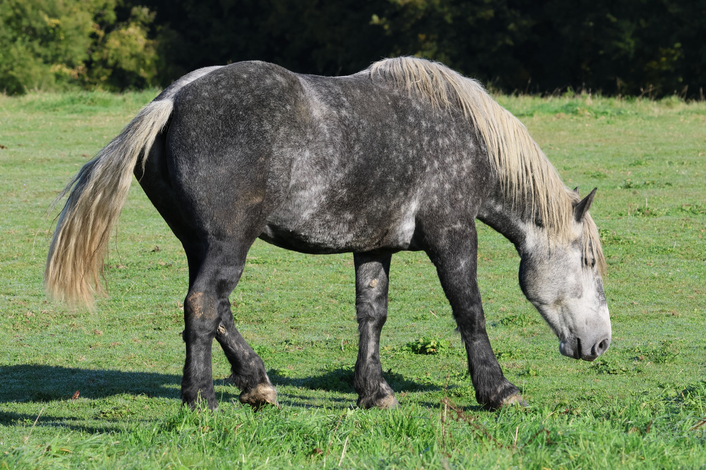 equus_caballus_percheron3bd