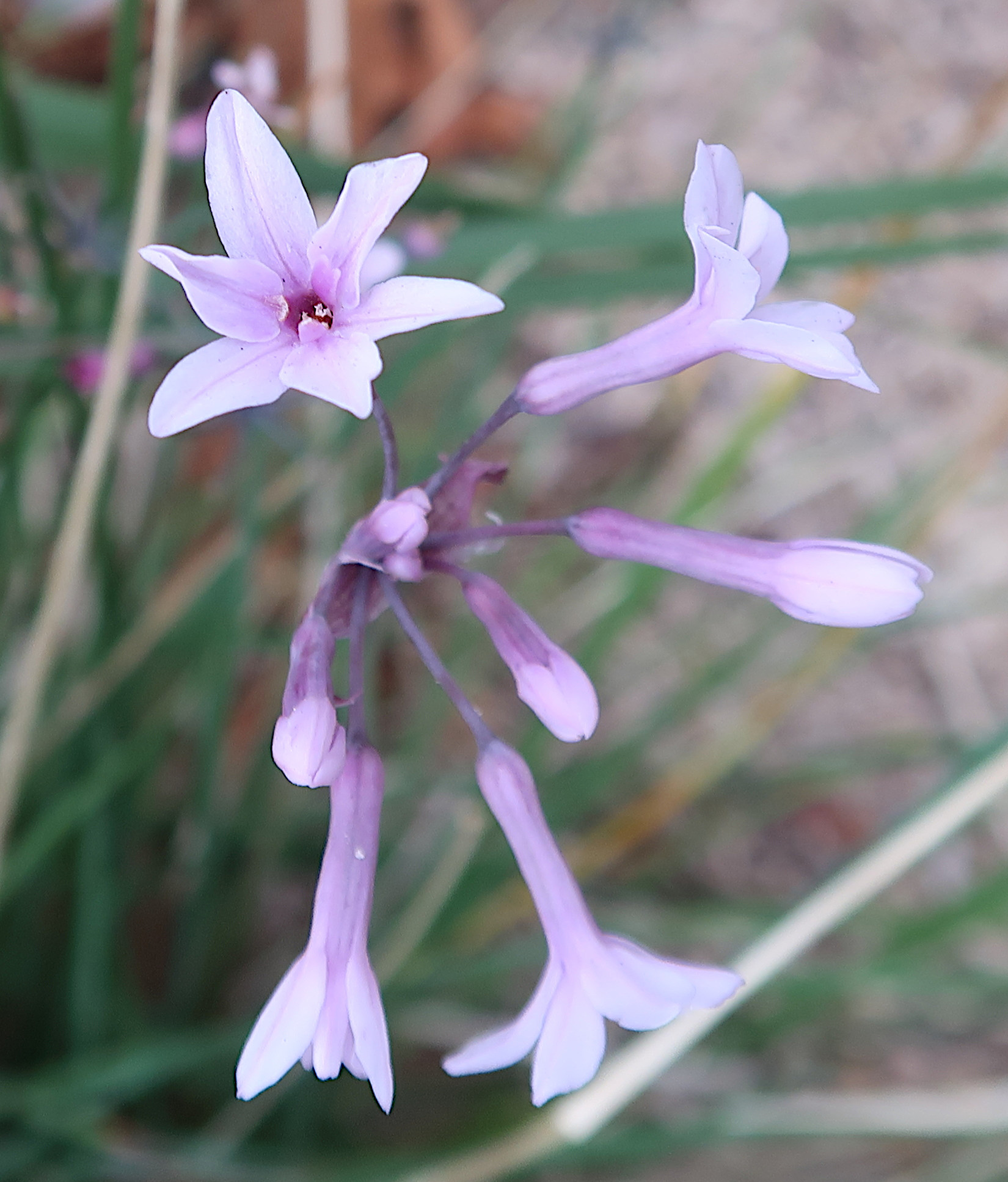 tulbaghia_violacea5md