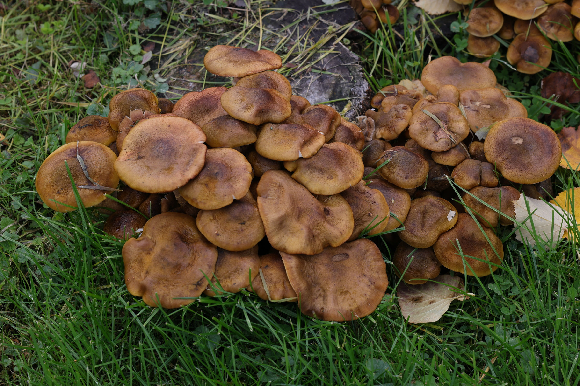 Afficher le média armillaria_mellea1md armillaria_mellea1md