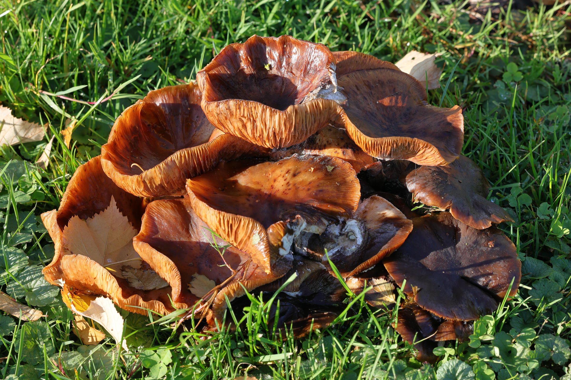 Afficher le média armillaria_mellea3md armillaria_mellea3md