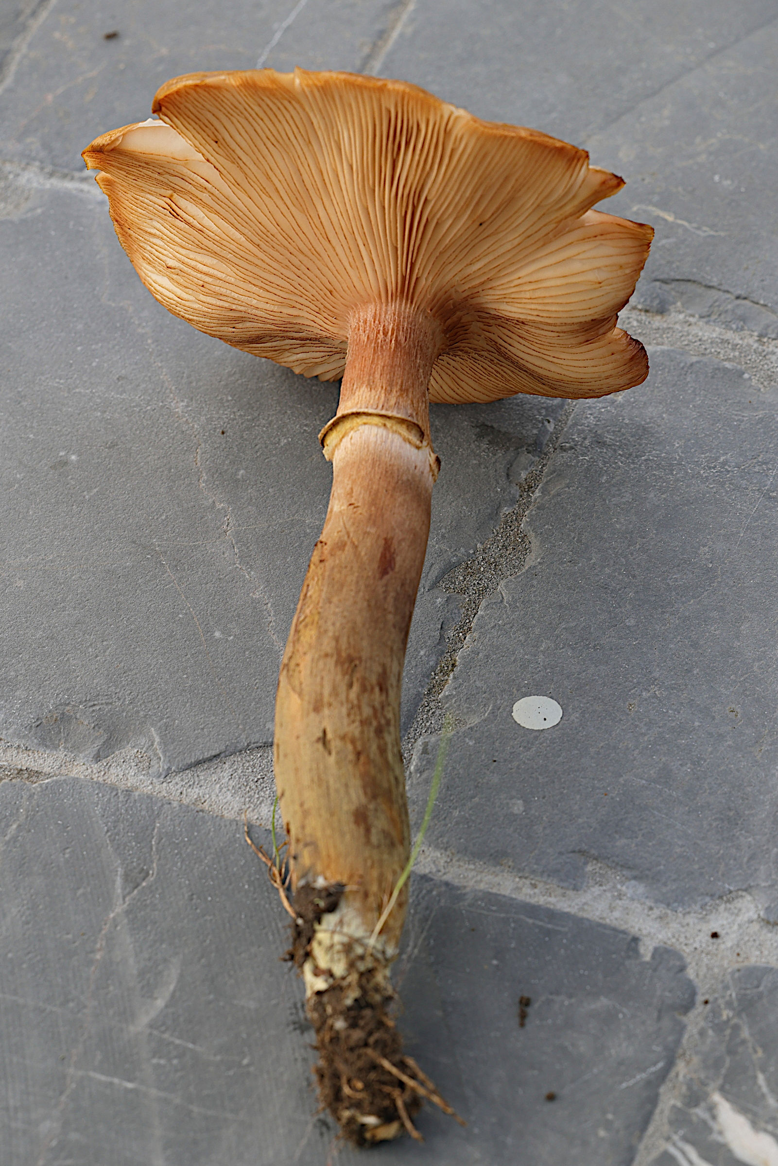 Afficher le média armillaria_mellea5md armillaria_mellea5md