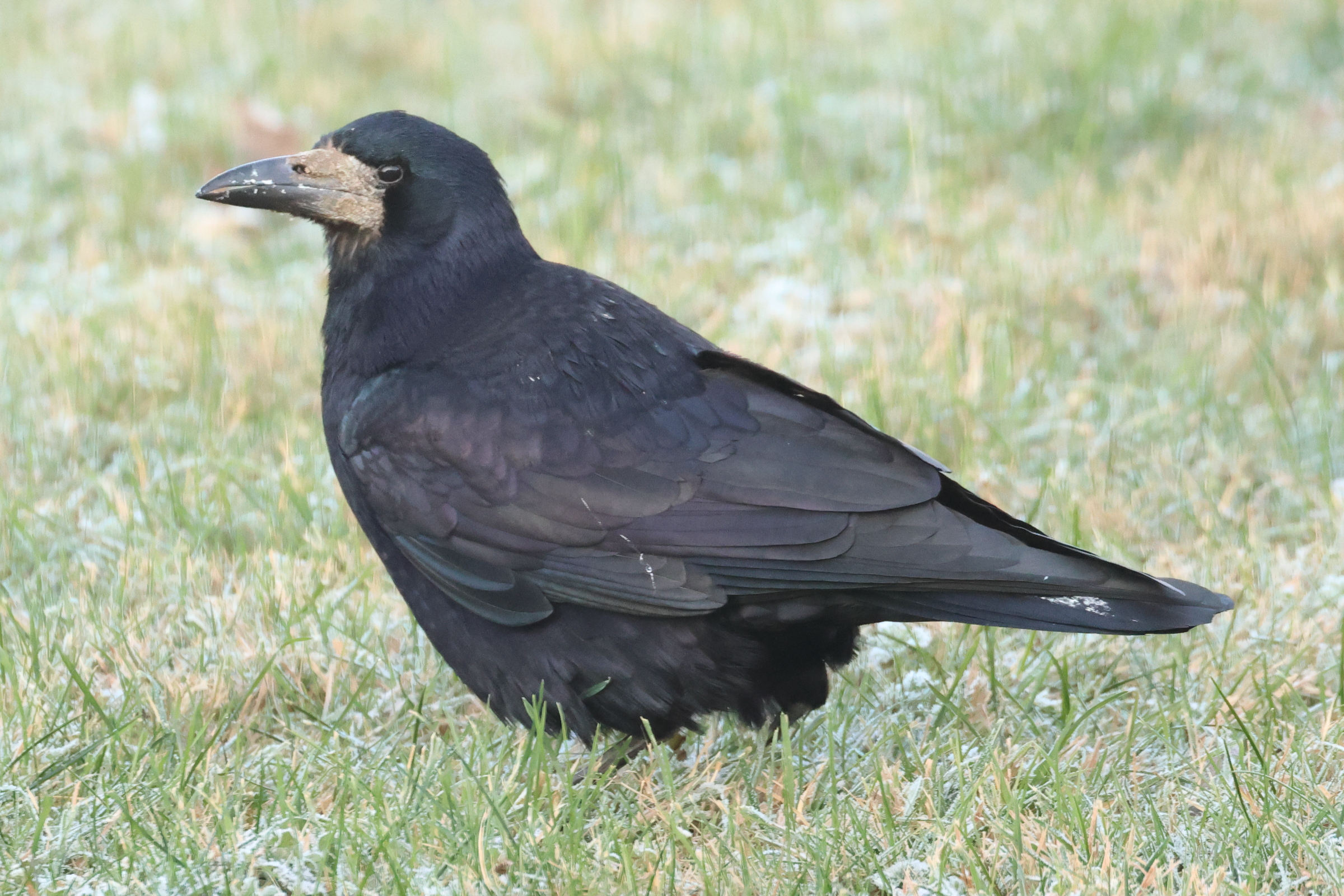 corbeau_freux_-_corvus_frugilegus1md