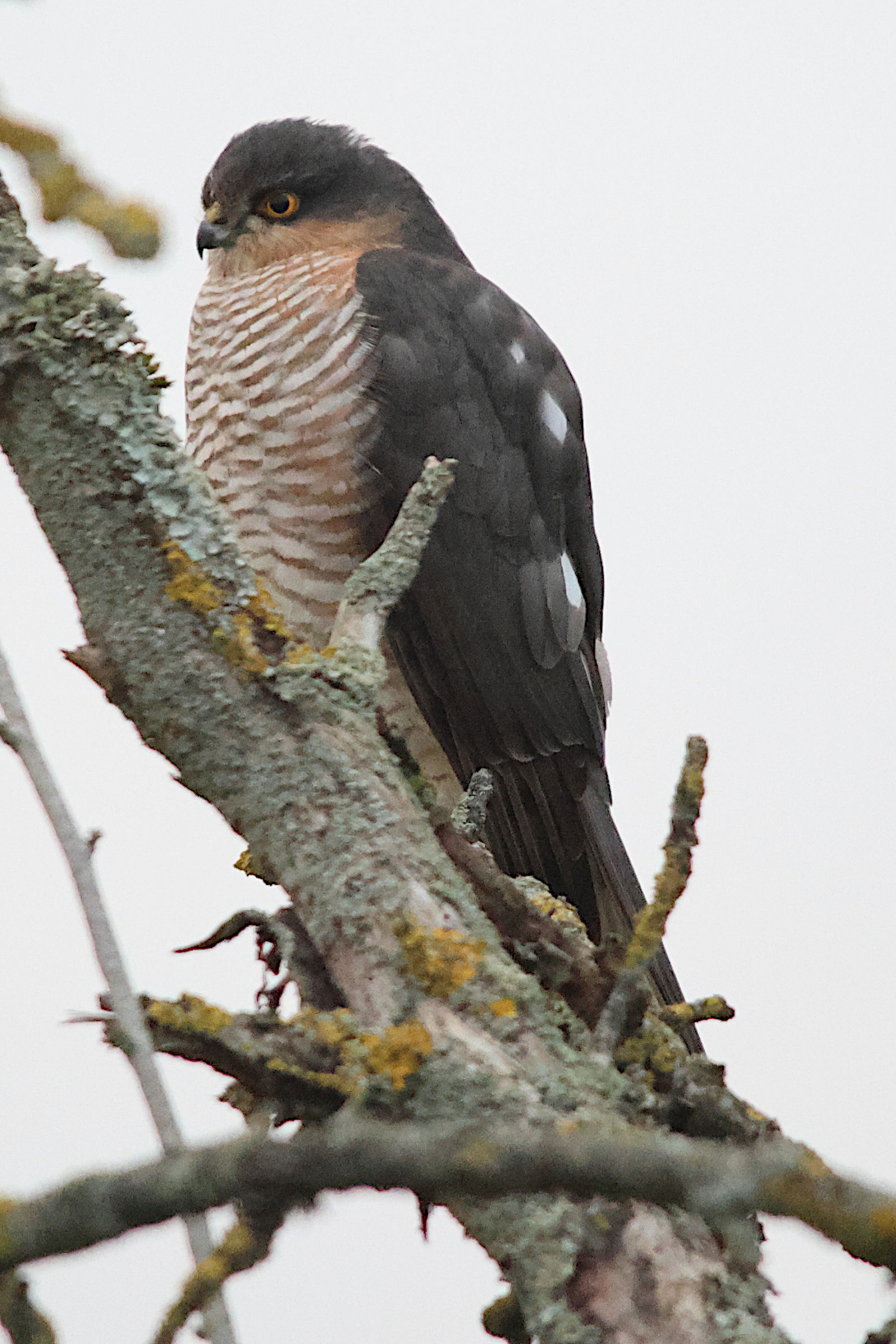 epervier_d-europe_-_accipiter_nisus11md