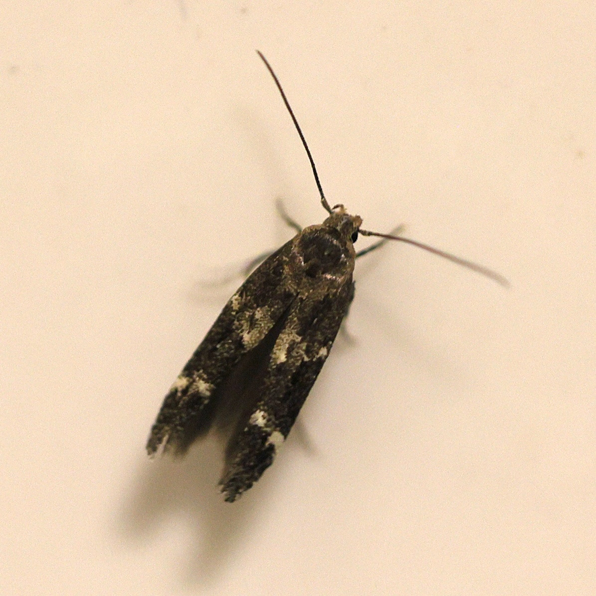 mompha_subbistrigella2md