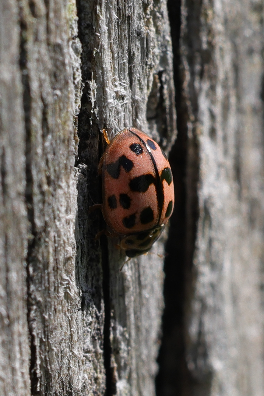 oenopia_conglobata3md