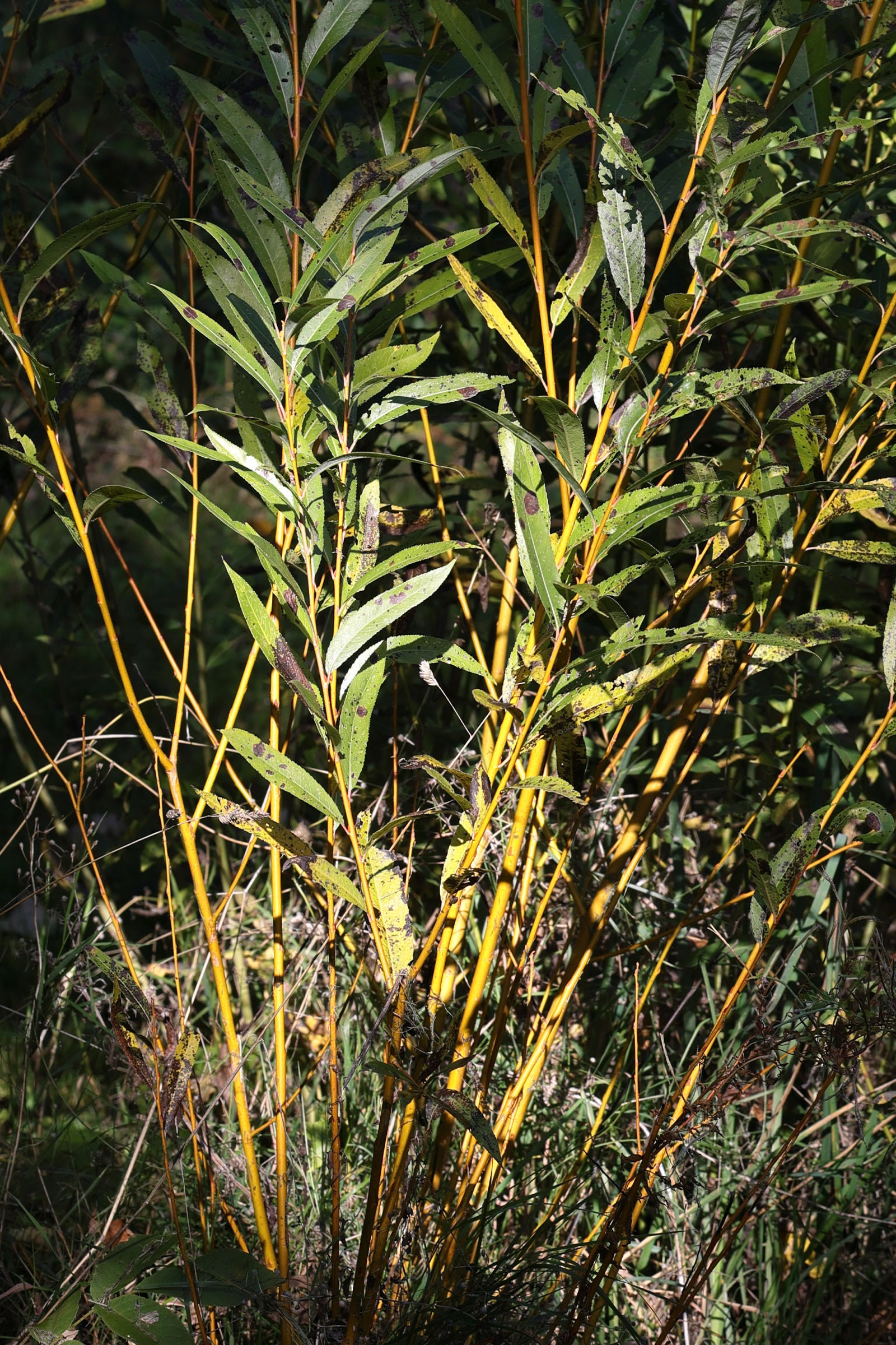 Afficher le média salix_viminalis2md salix_viminalis2md