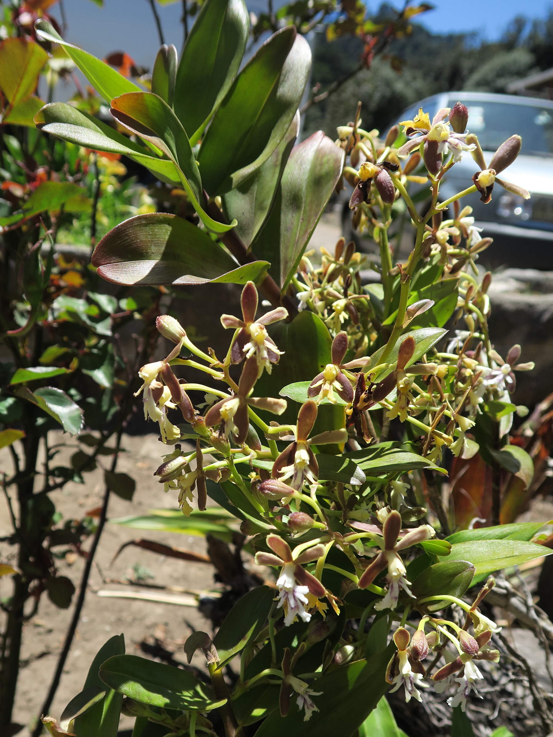 Afficher le média epidendrum_exasperatum1md epidendrum_exasperatum1md