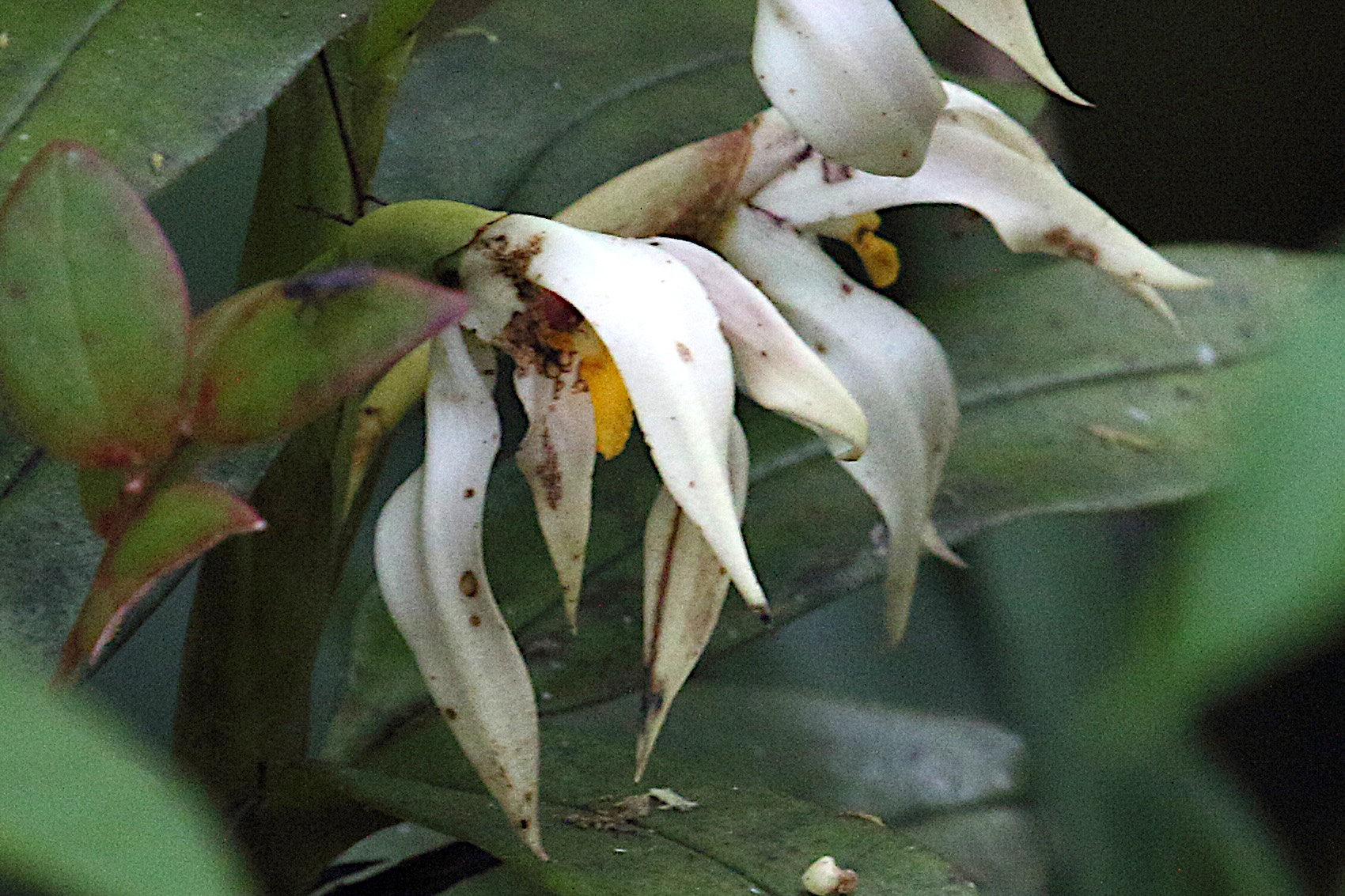 maxillaria_inaudita2md