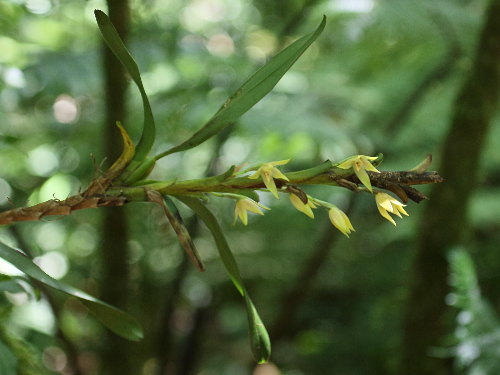 maxillaria_umbratilis1bd