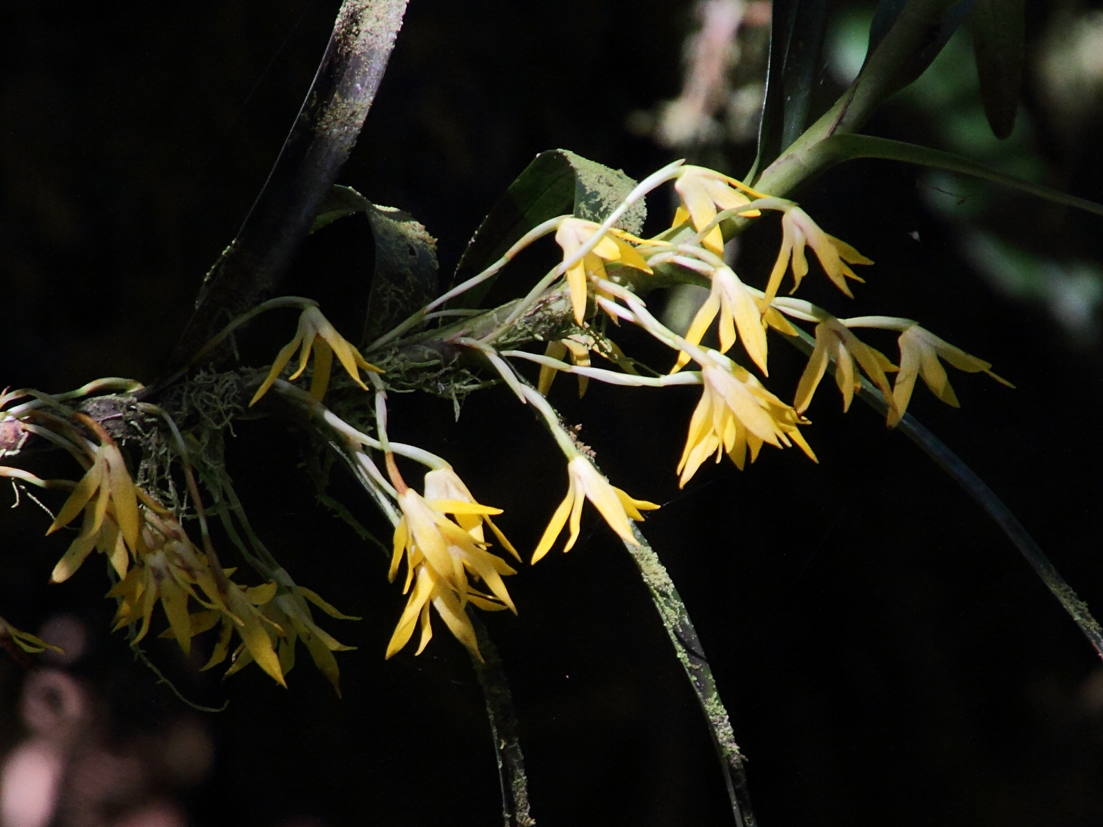 maxillaria_umbratilis3md