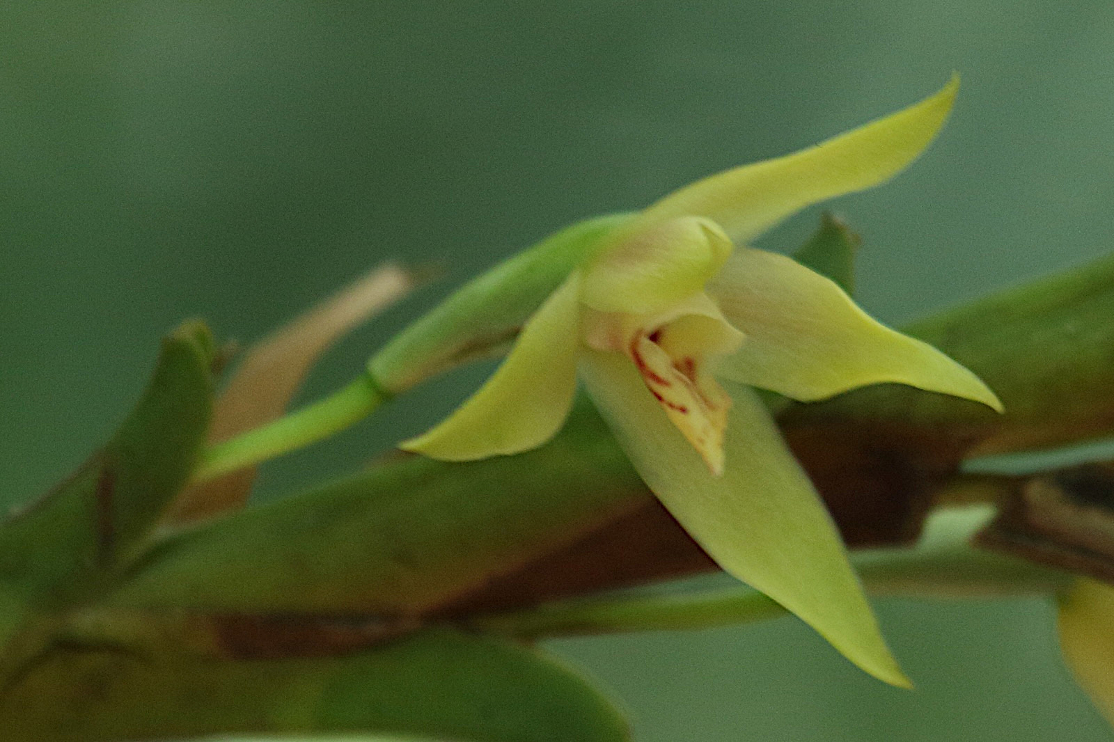 maxillaria_umbratilis4bd
