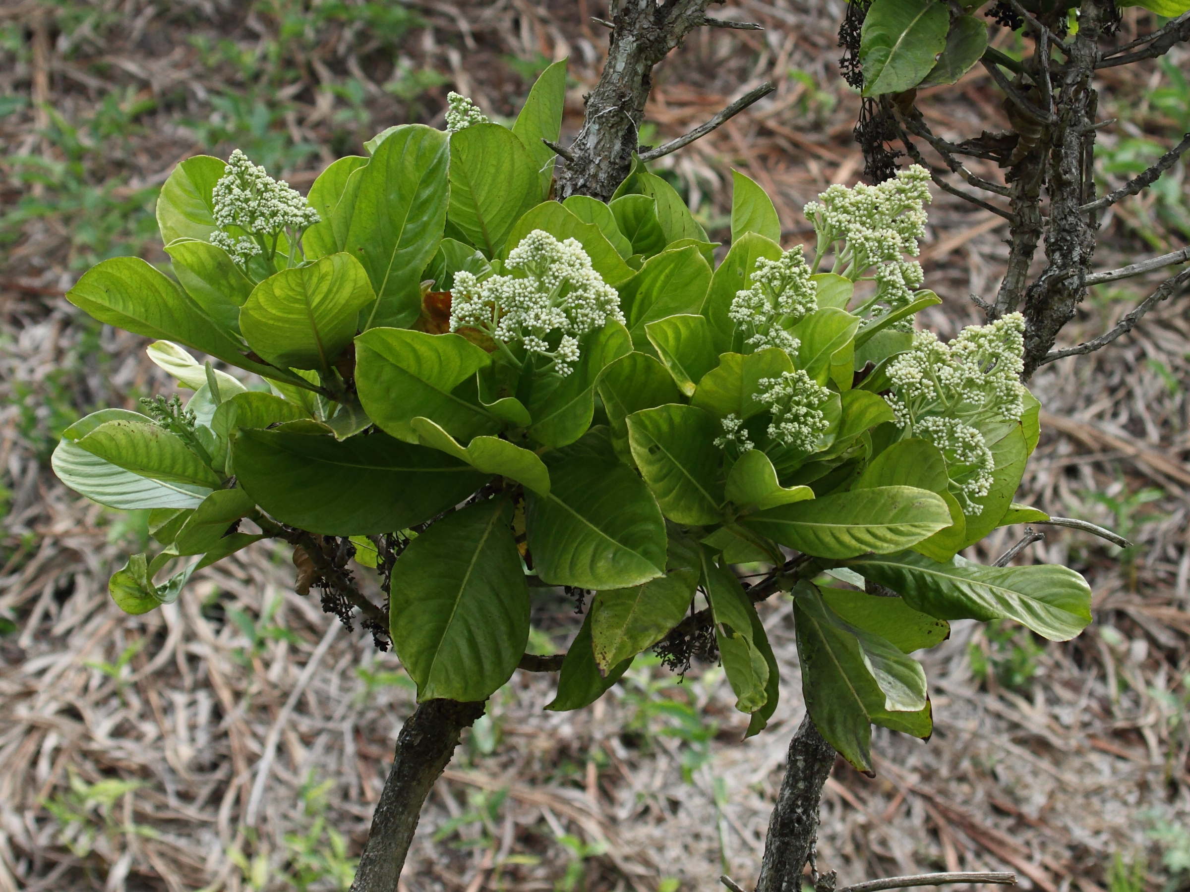 Afficher le média gaertnera_macrobothrys1bd gaertnera_macrobothrys1bd