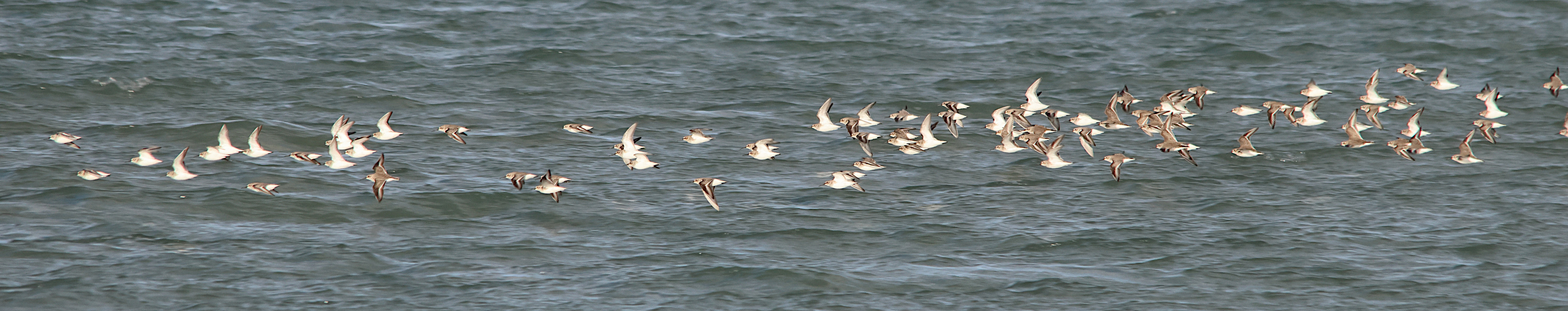 becasseau_variable_-_calidris_alpina7md