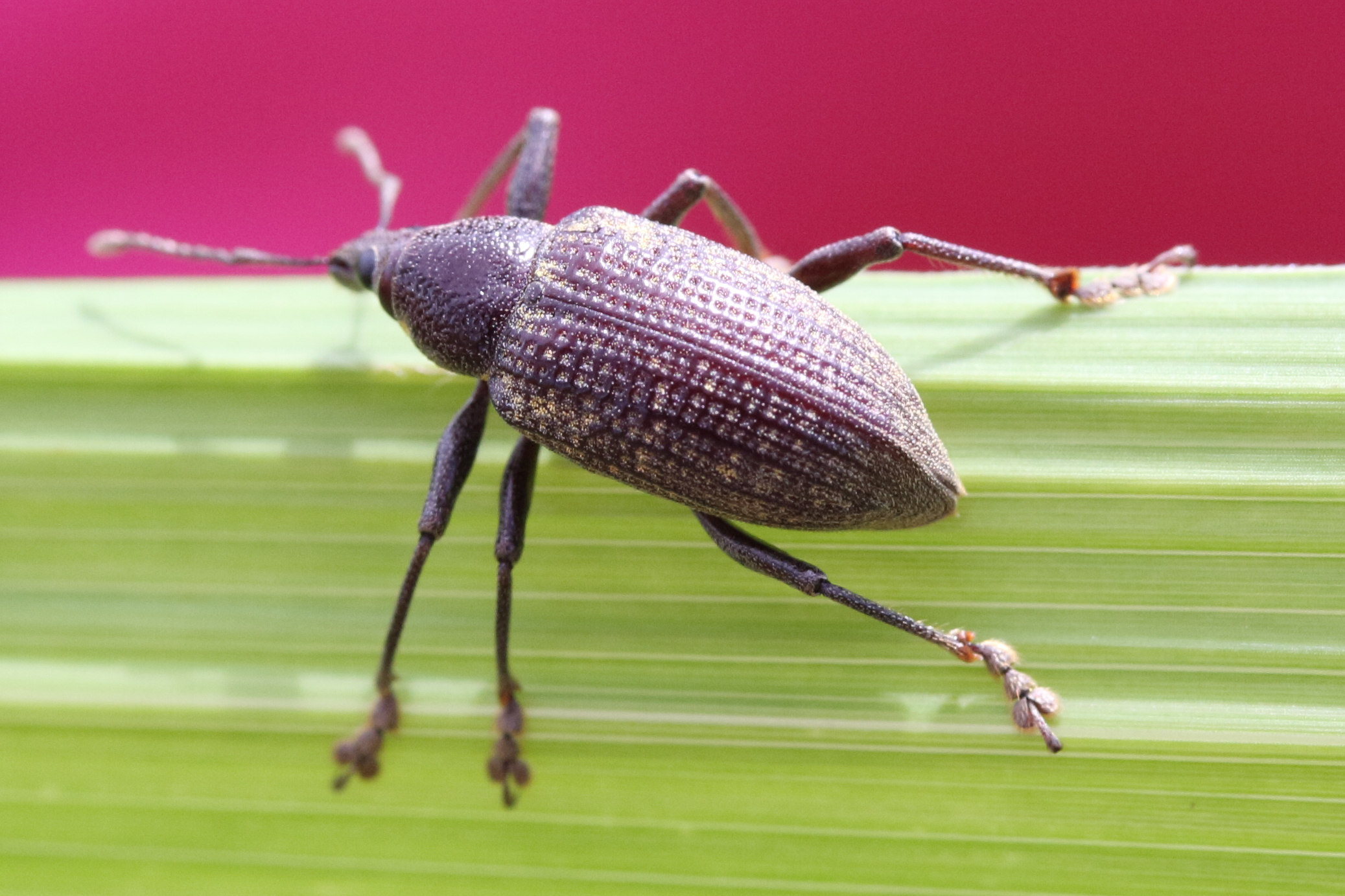 diaprepes_famelicus12md