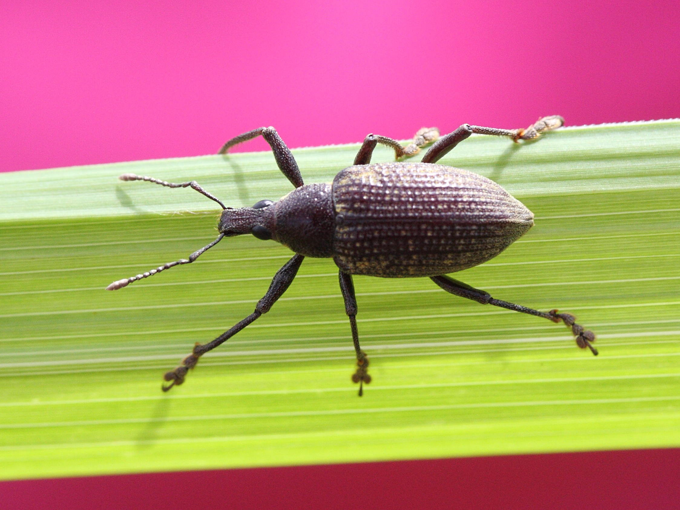 diaprepes_famelicus1md