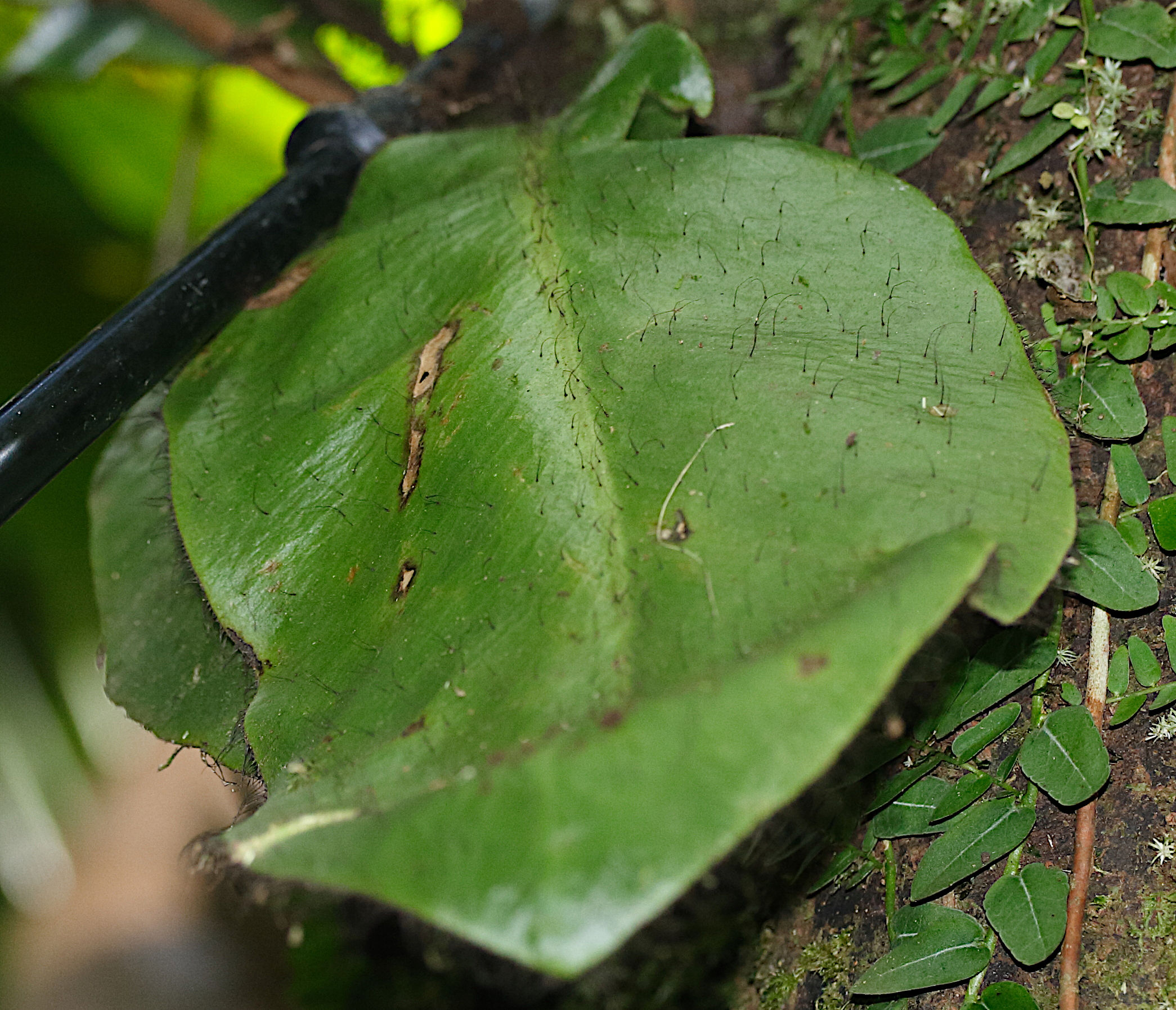 elaphoglossum_crinitum1md