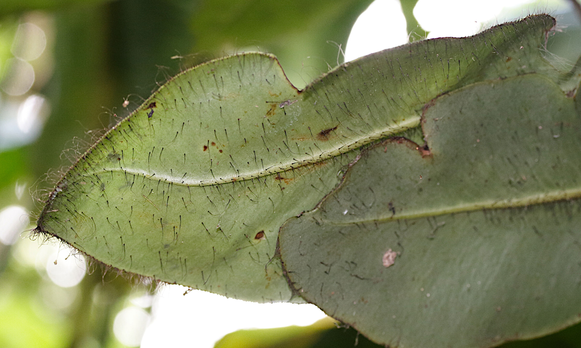 elaphoglossum_crinitum3md