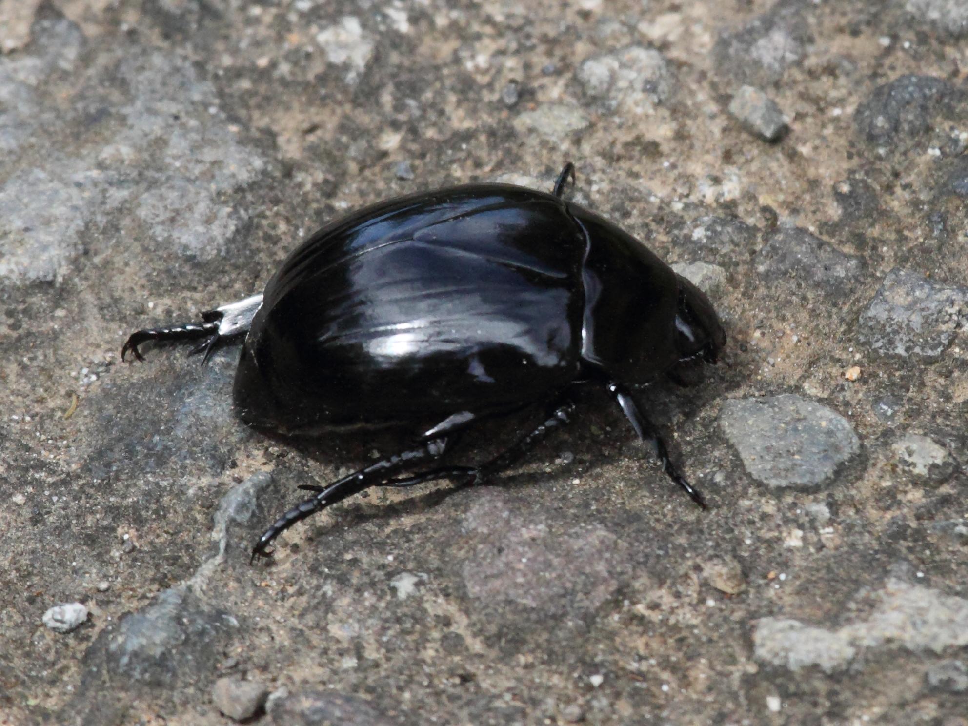 macraspis_tristis1bd