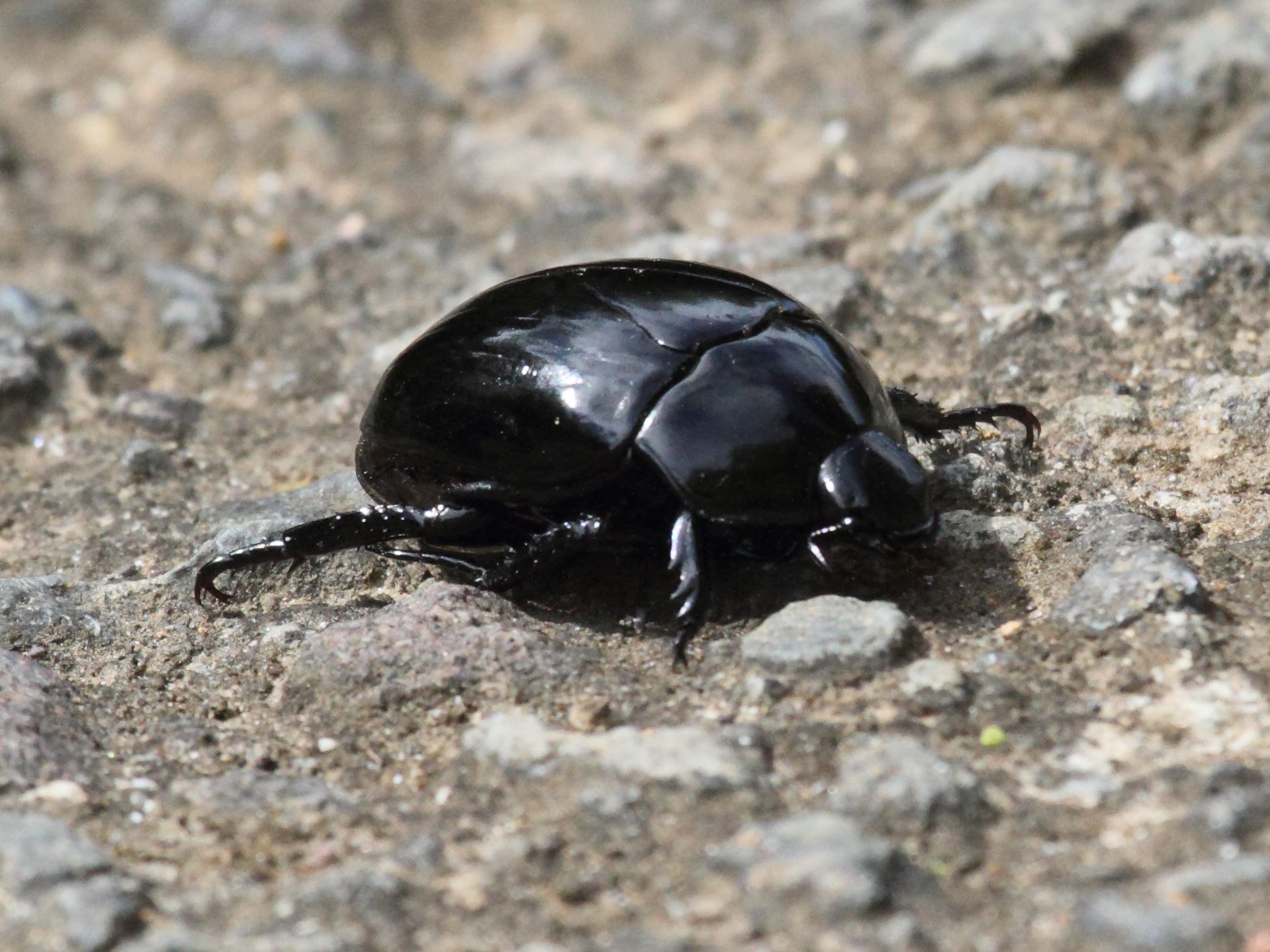 macraspis_tristis2bd