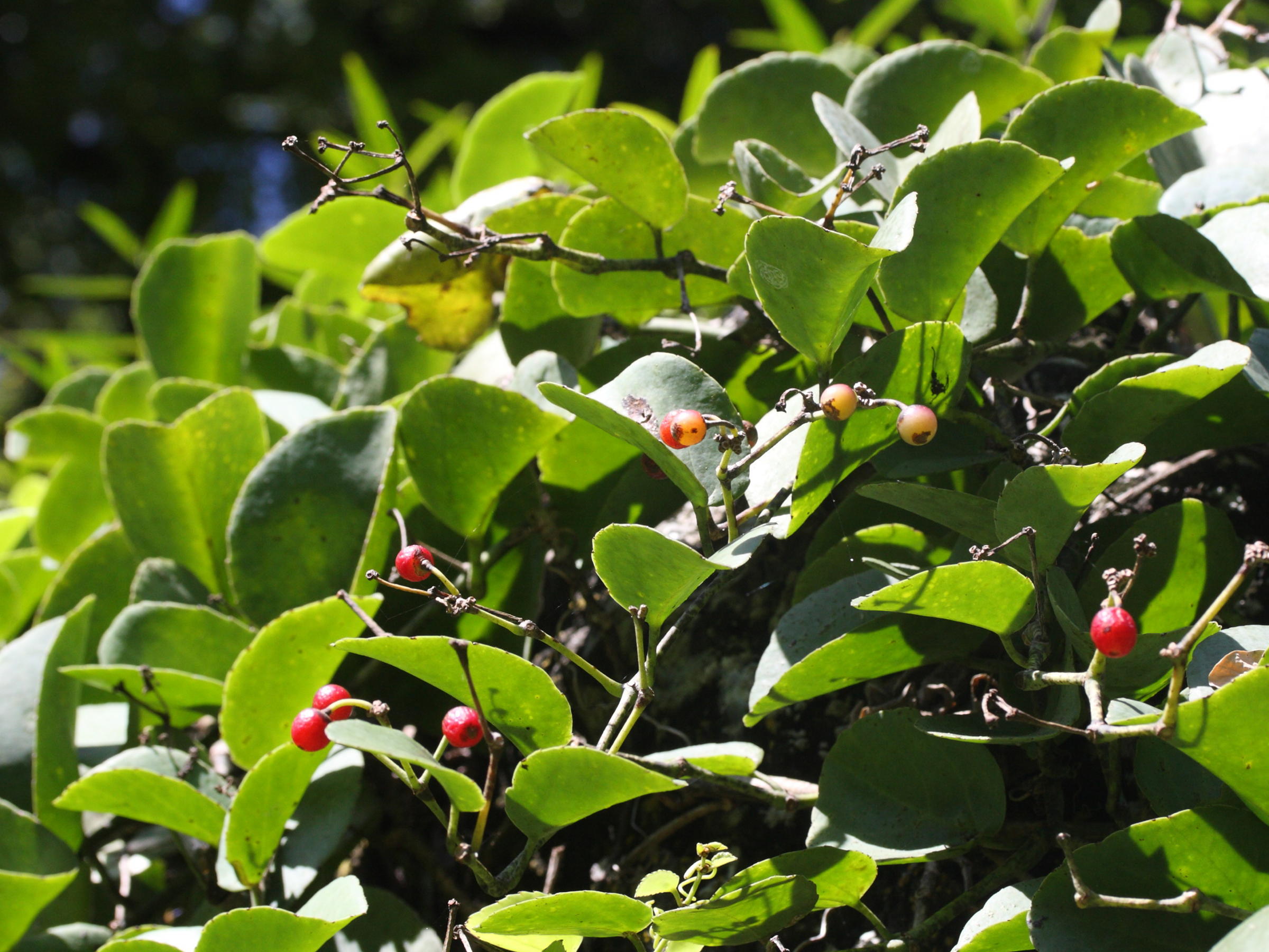 cissus_rotundifolia4md