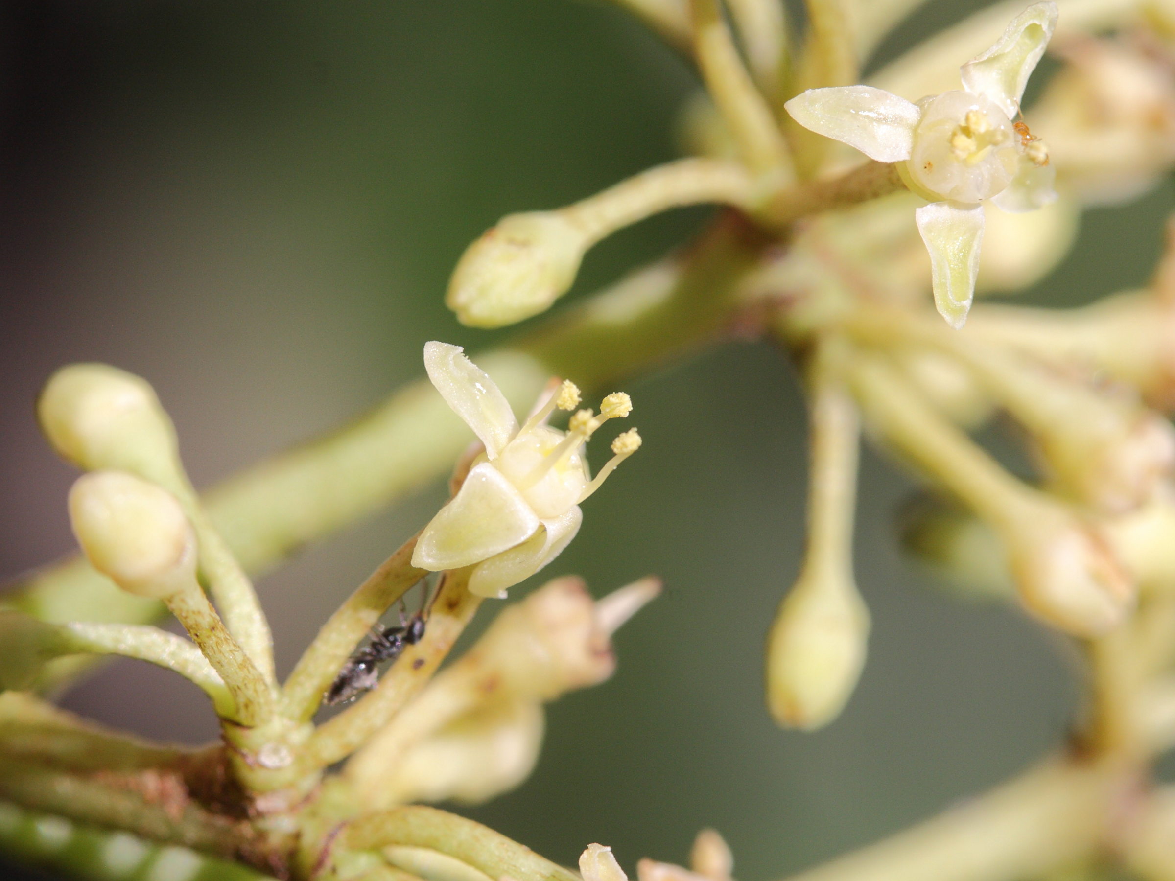 cissus_rotundifolia7md