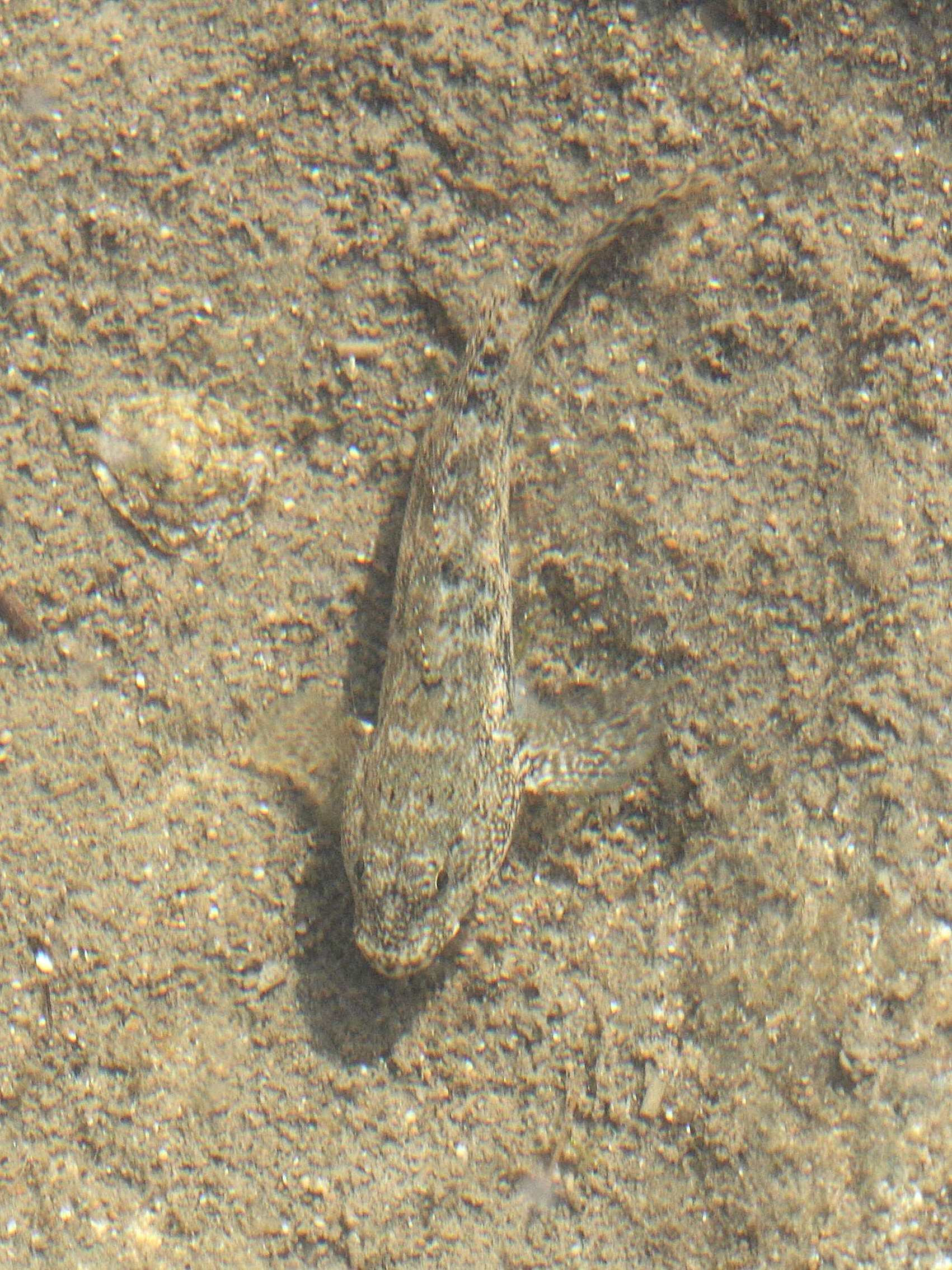 gobius_buchichi1bd