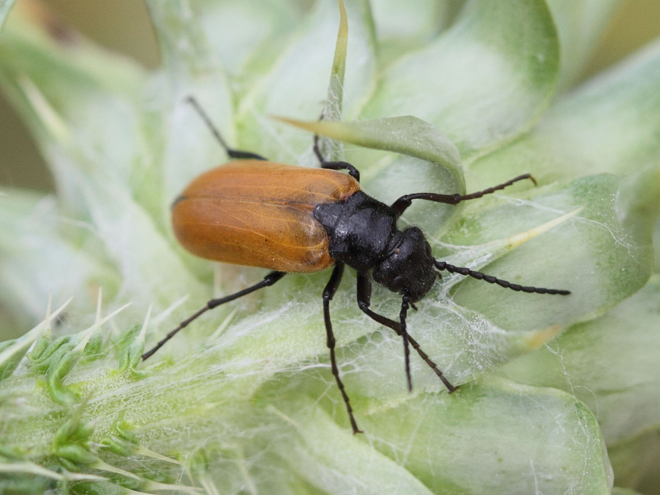 omophlus_lepturoides4bd