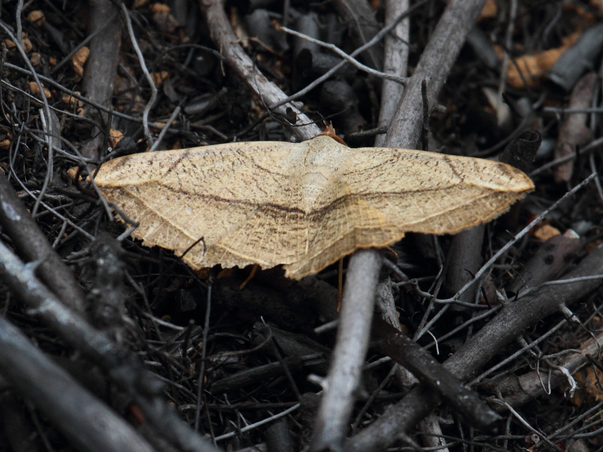 entomogramma_pardus1bd