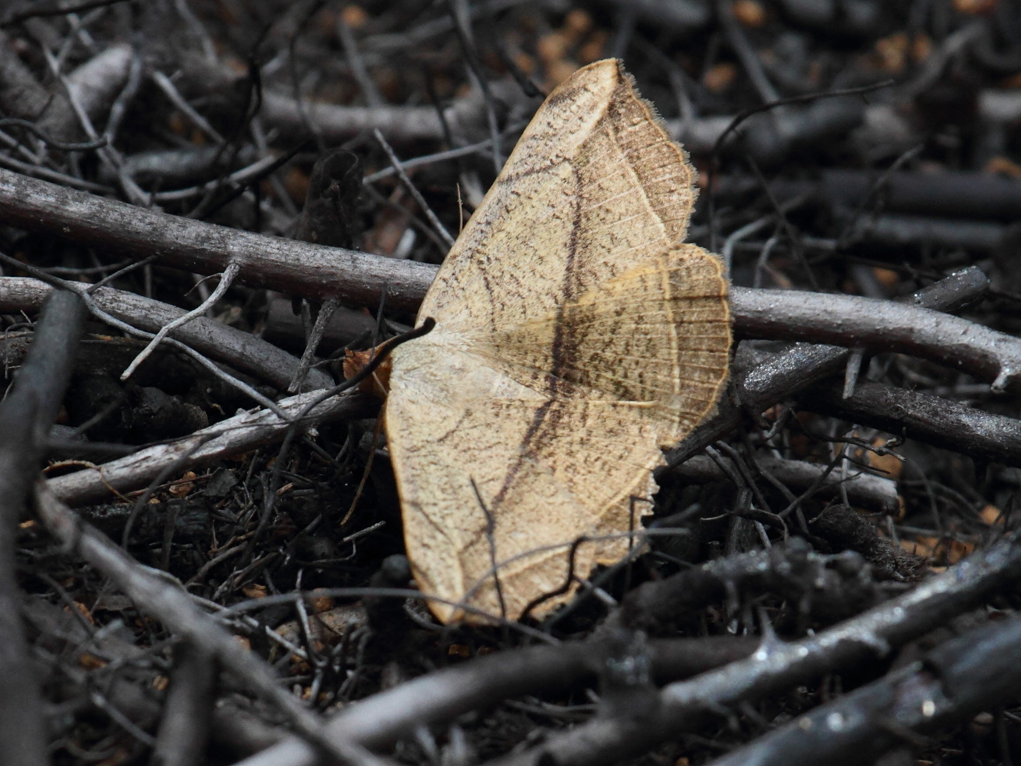 entomogramma_pardus2bd