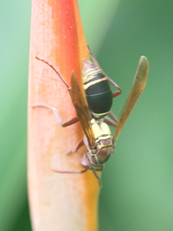 polistes_saussurei1md