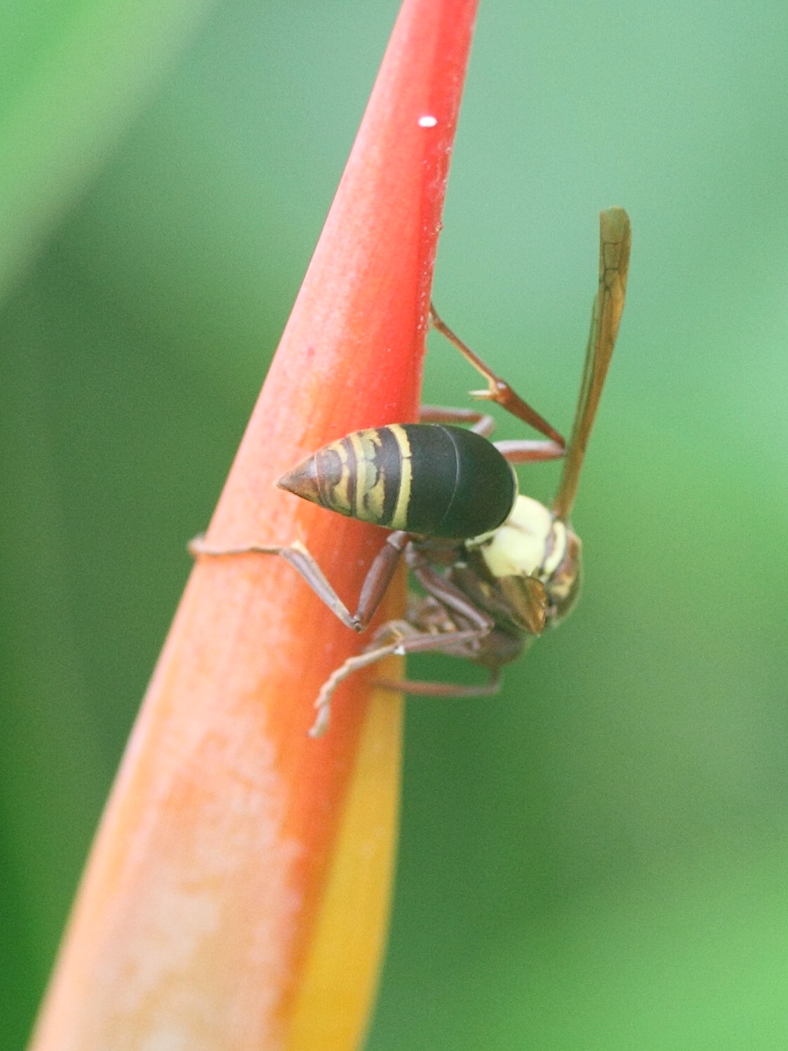 polistes_saussurei2md