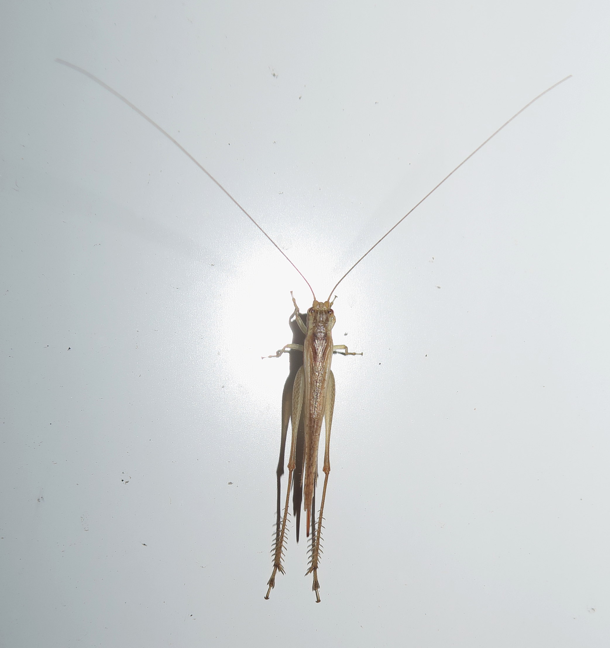 euscyrtus_concinnus1md