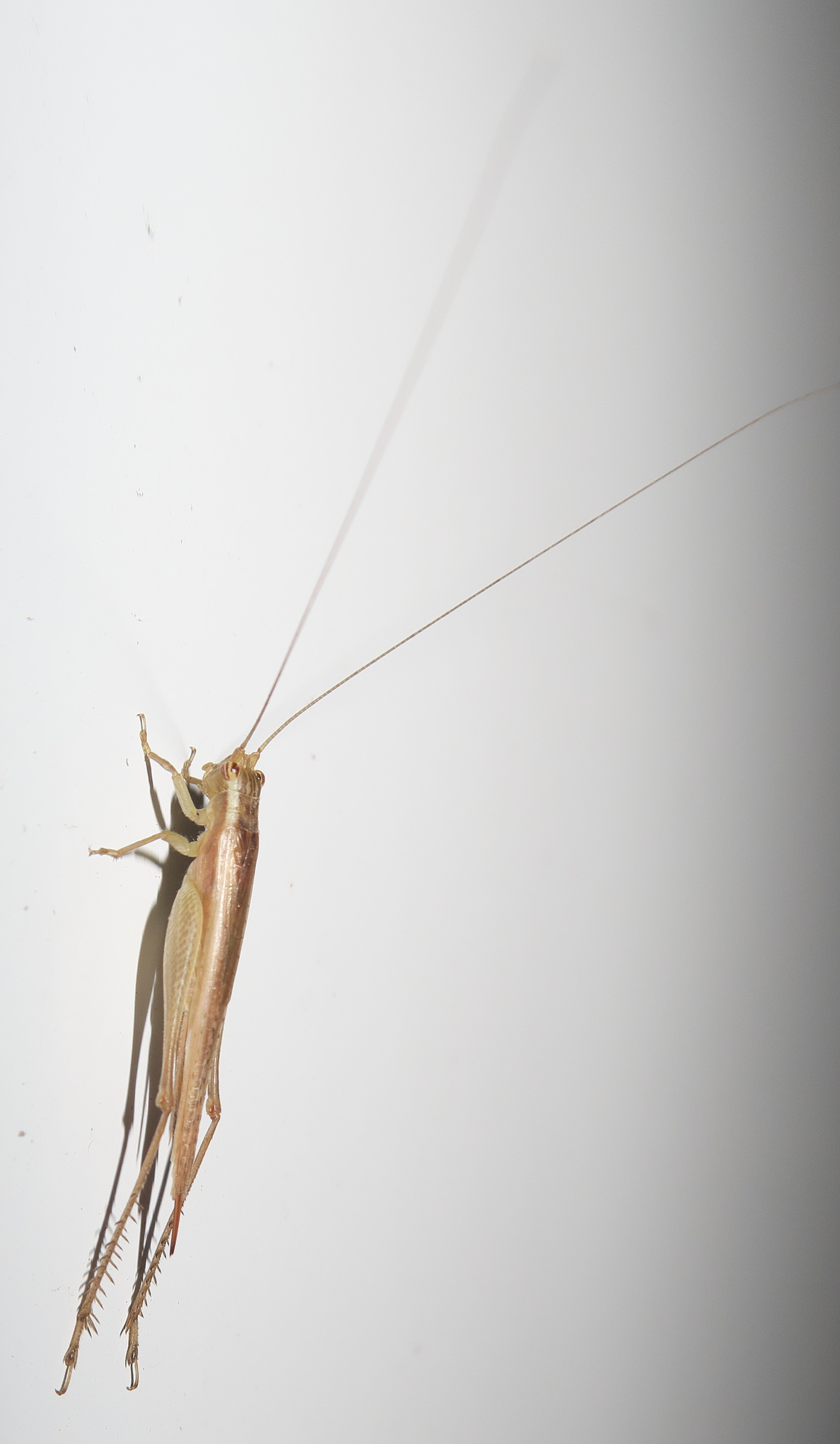 euscyrtus_concinnus2md