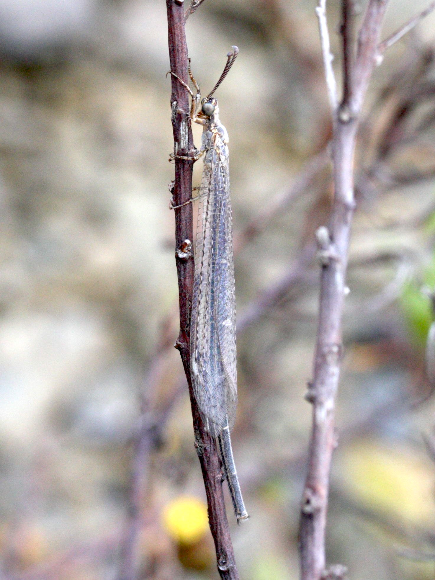 macronemurus_bilineatus2md