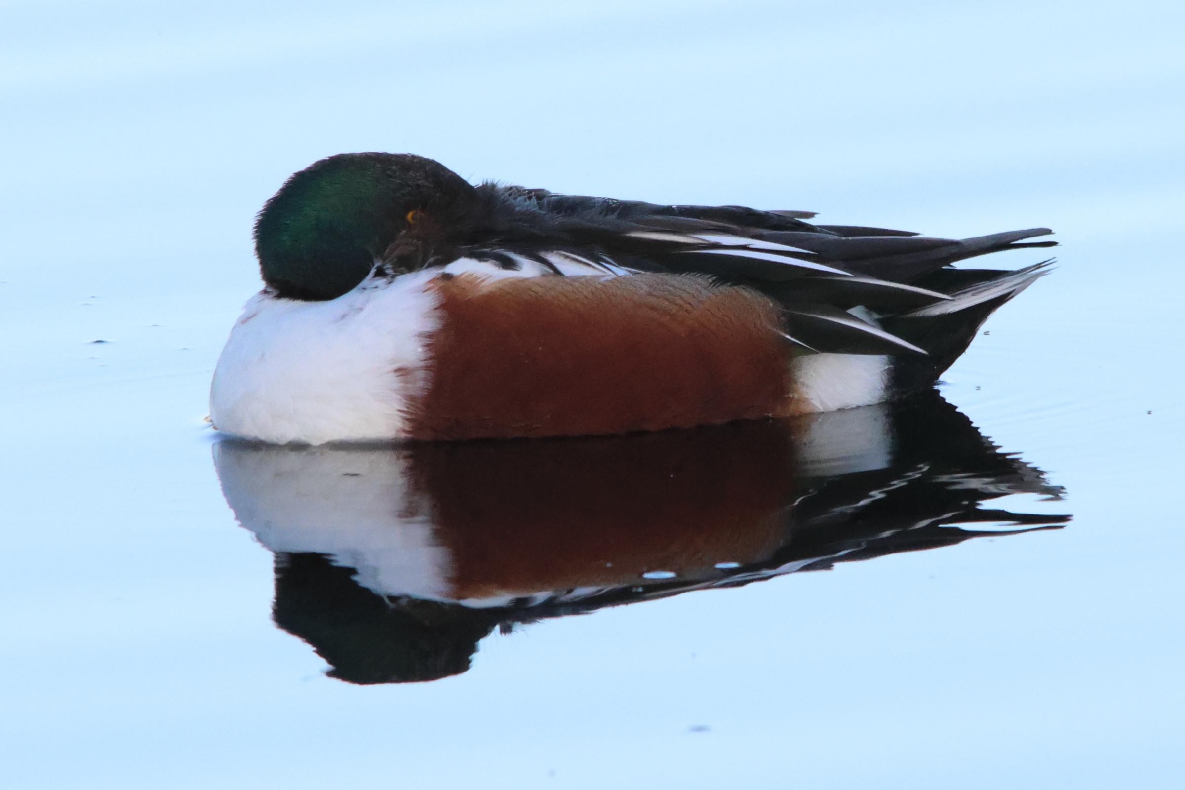 canard_souchet_-_spatula_clypeata11md