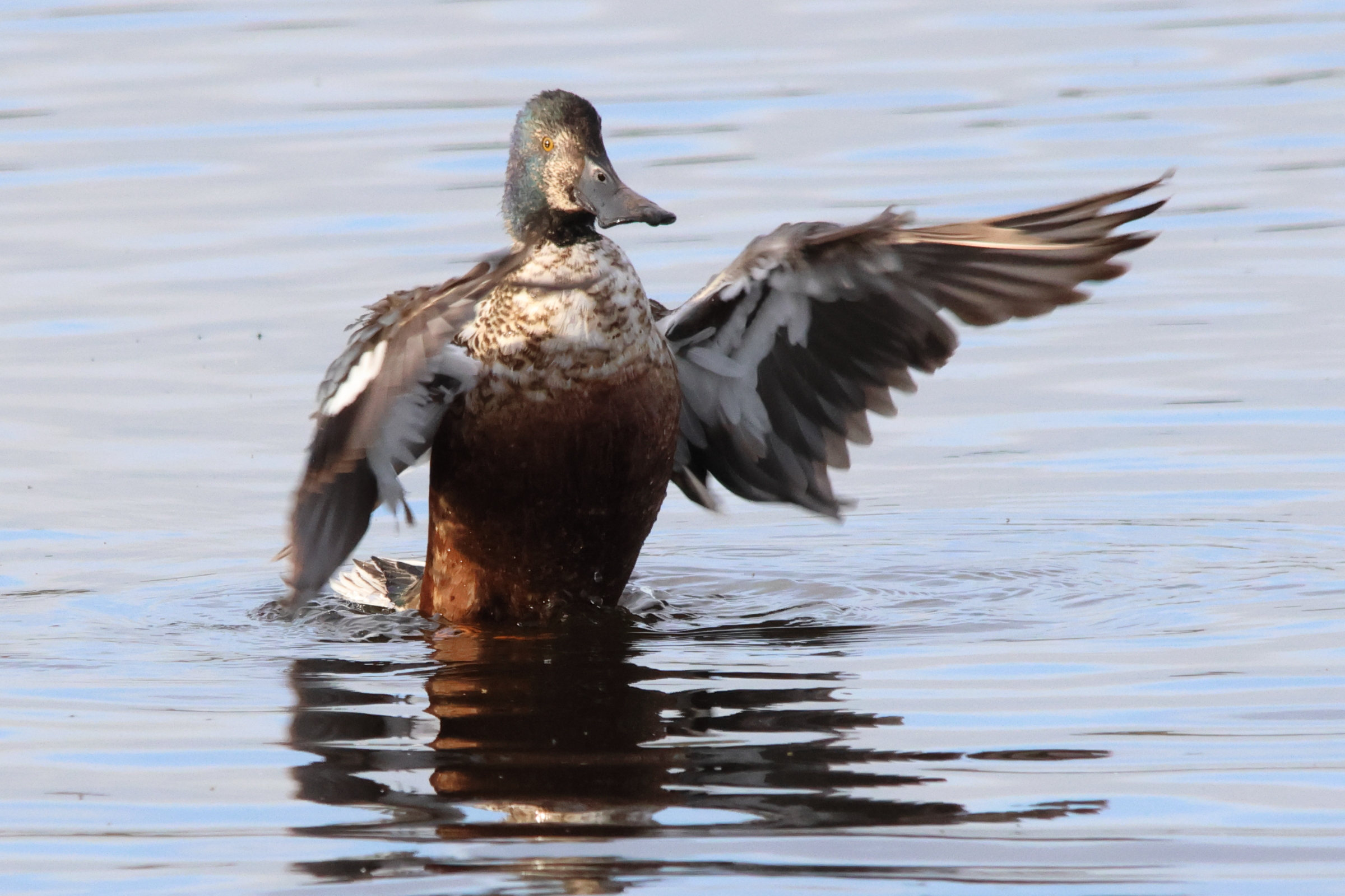 canard_souchet_-_spatula_clypeata12md