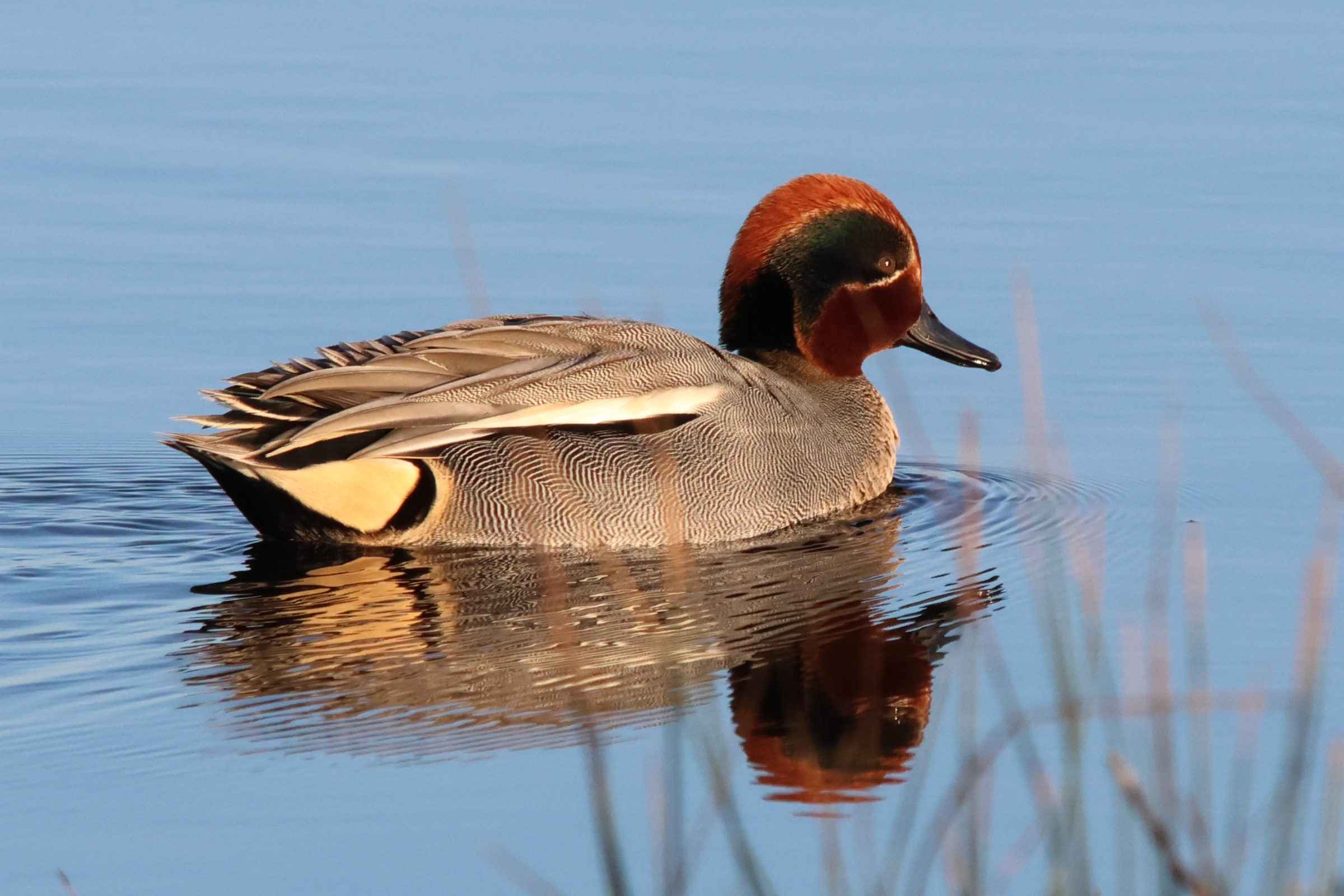 sarcelle_d-hiver_-_anas_crecca9md