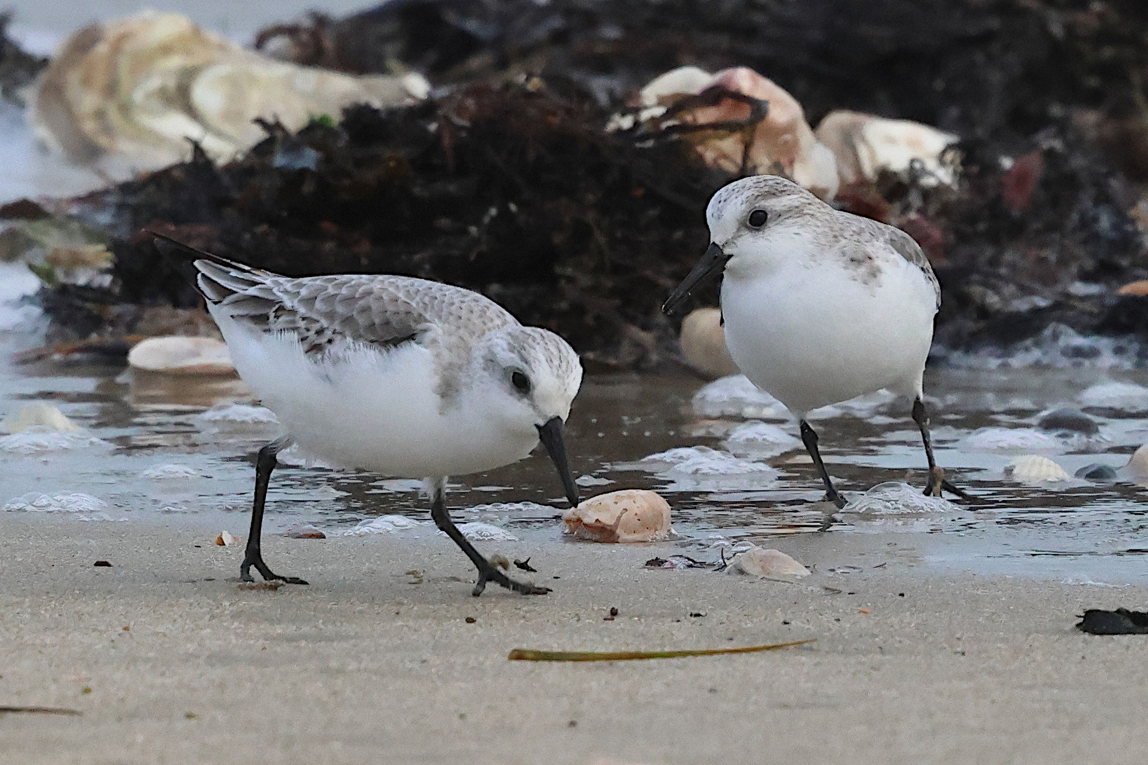 becasseau_sanderling_-_calidris_alba3bd