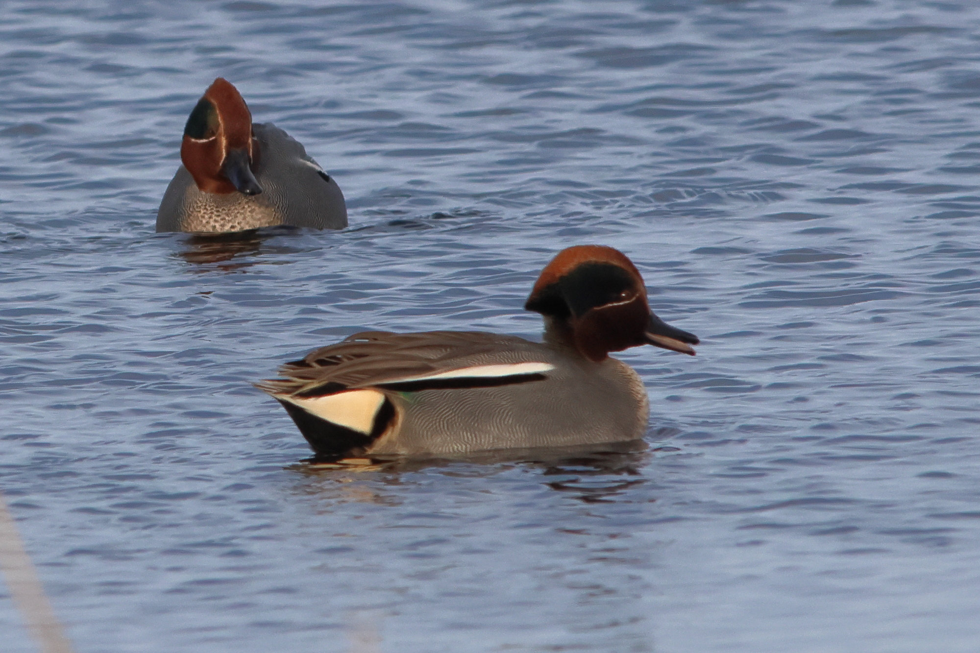 sarcelle_d-hiver_-_anas_crecca15md