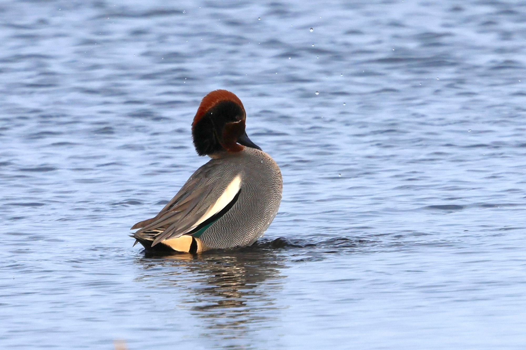 sarcelle_d-hiver_-_anas_crecca16bd