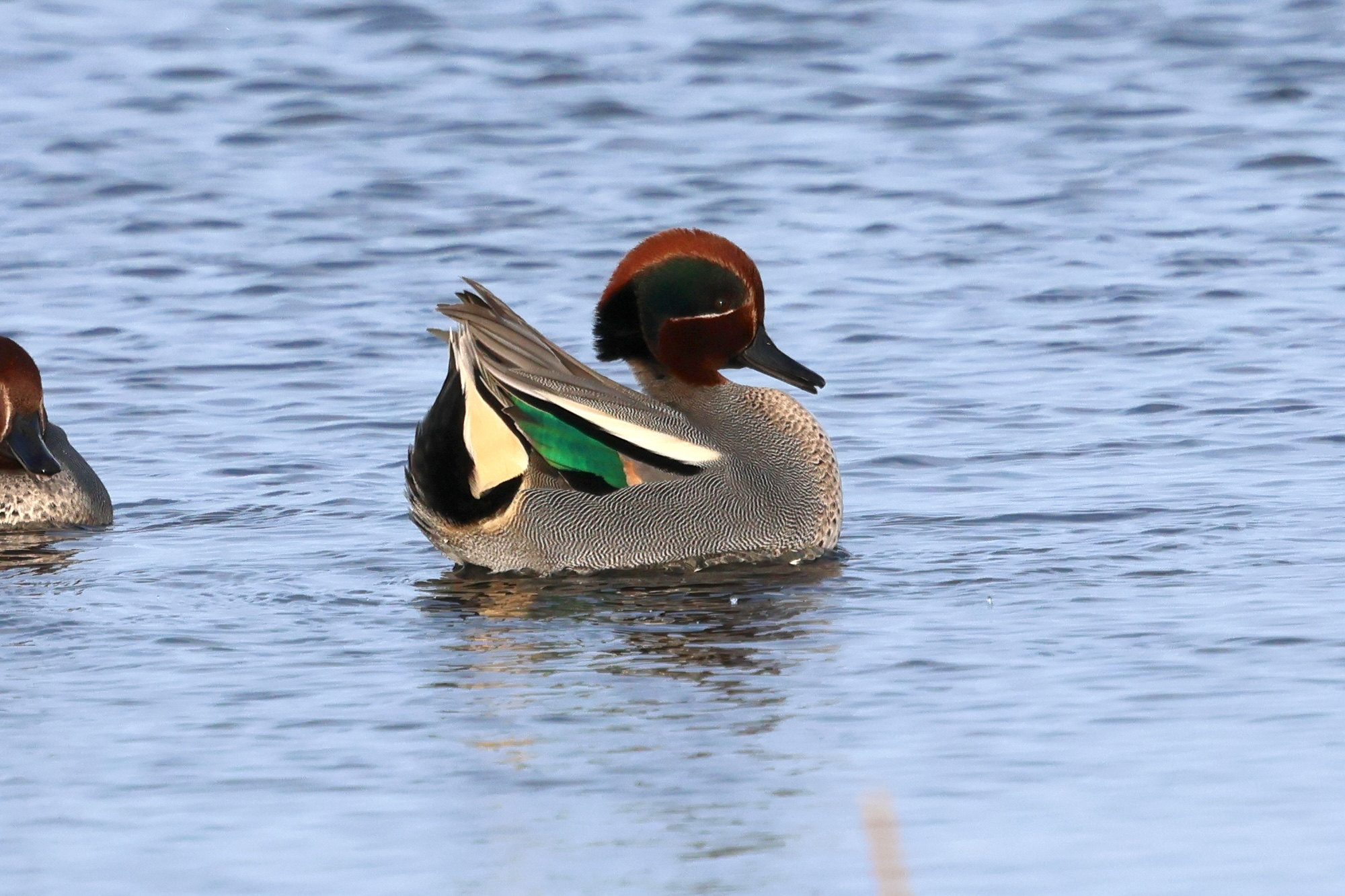 sarcelle_d-hiver_-_anas_crecca17bd